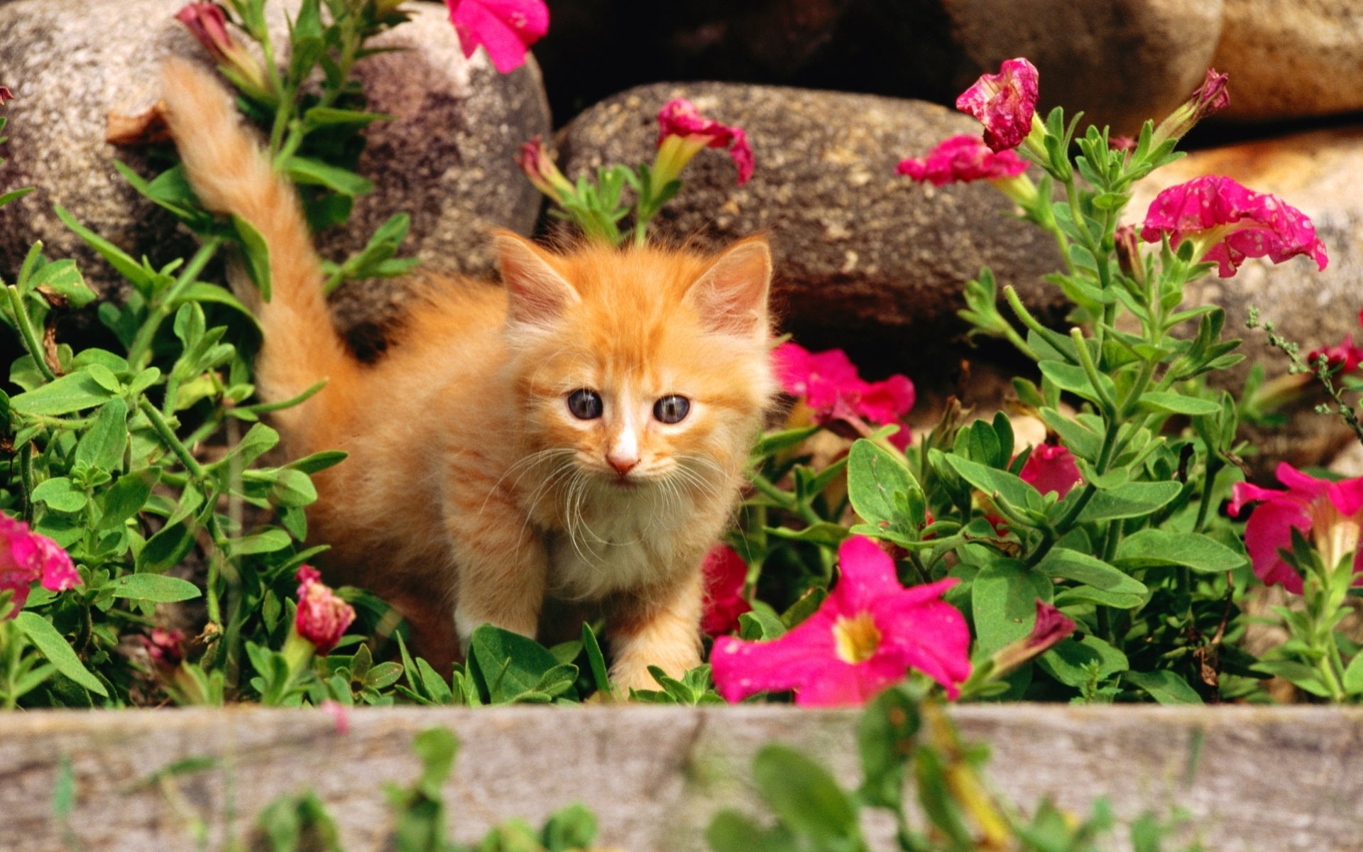 природа животные кот рыжий котенок nature animals cat red kitten загрузить