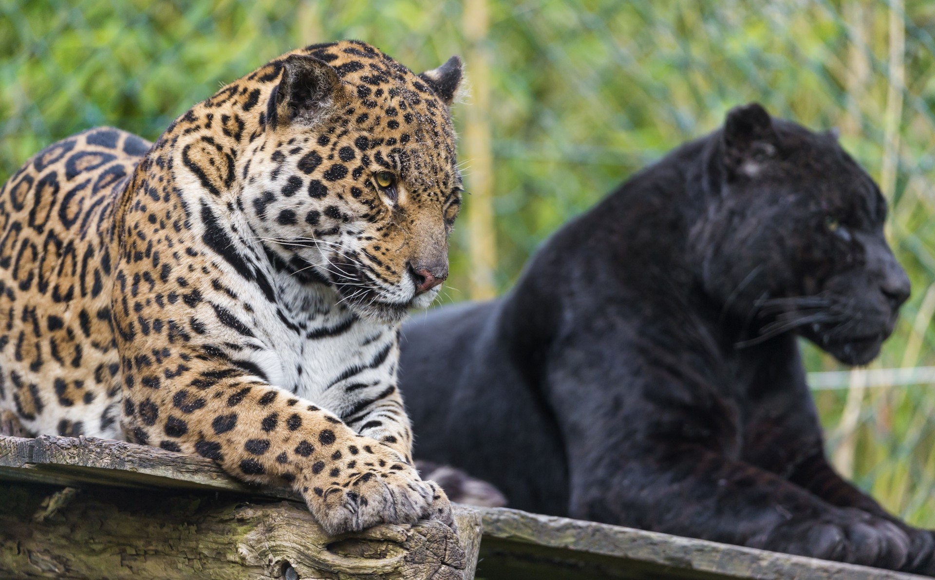 Diferencia entre jaguar y pantera