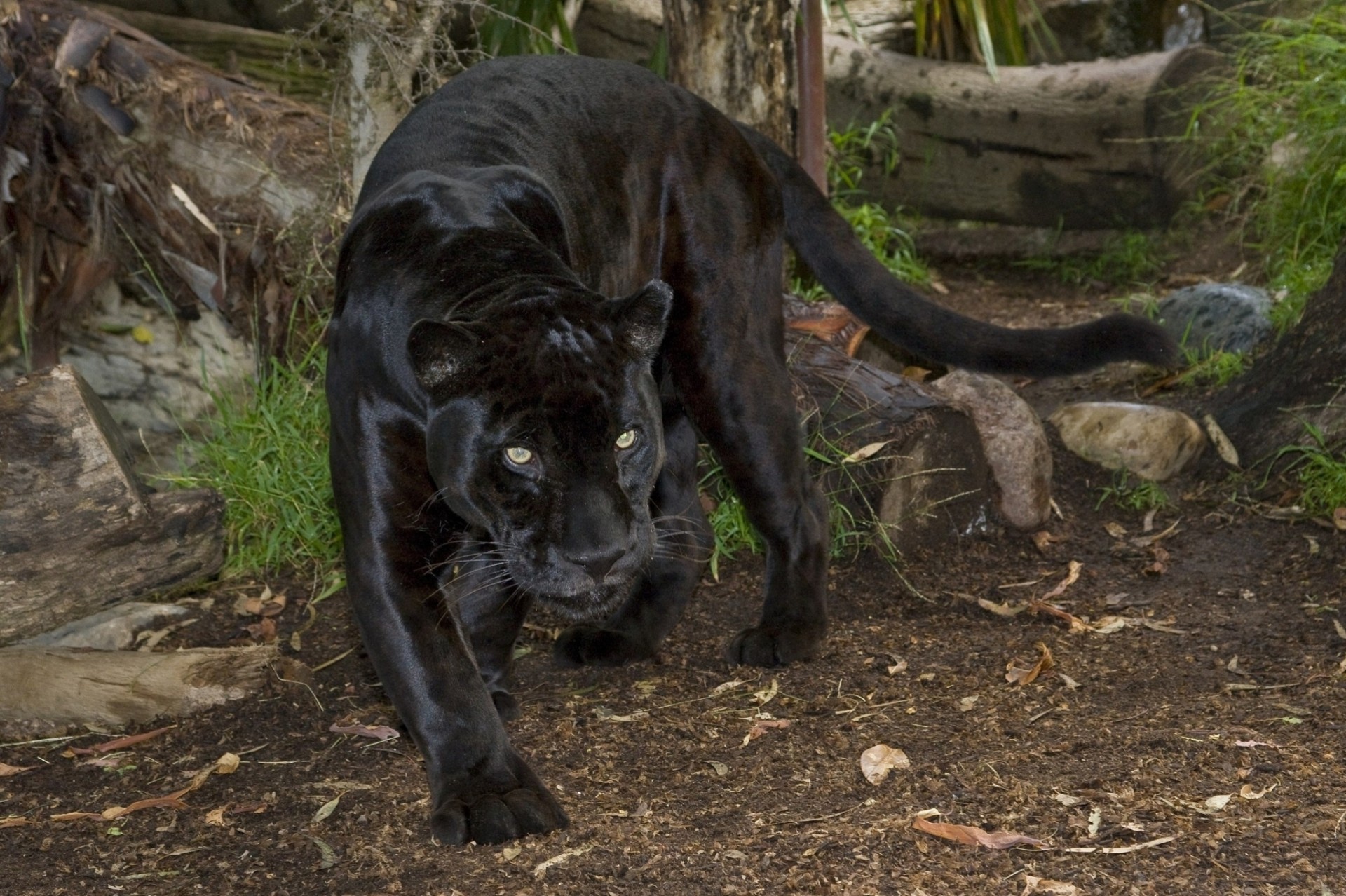 дикая кошка jaguar пантера хищник черный ягуар