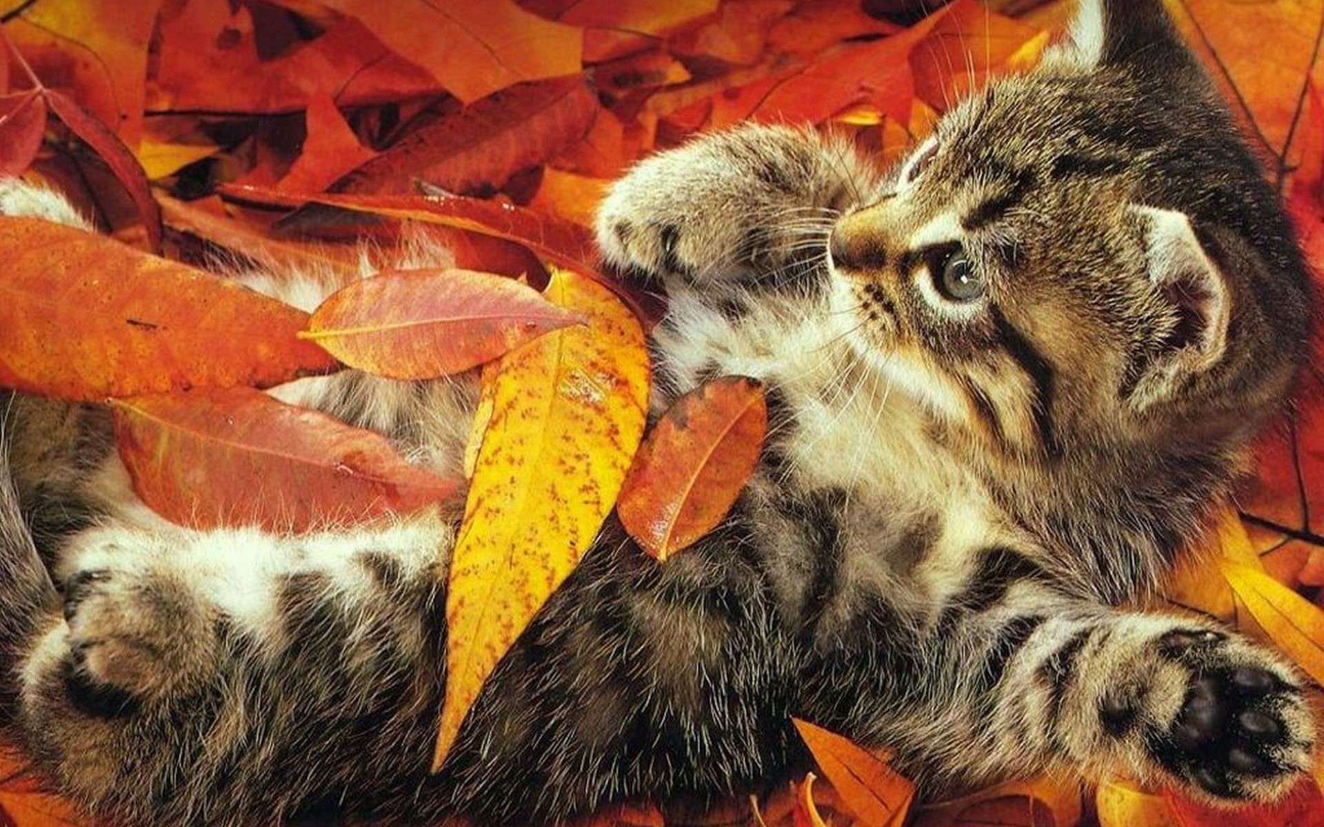 кошка осень листва без смс