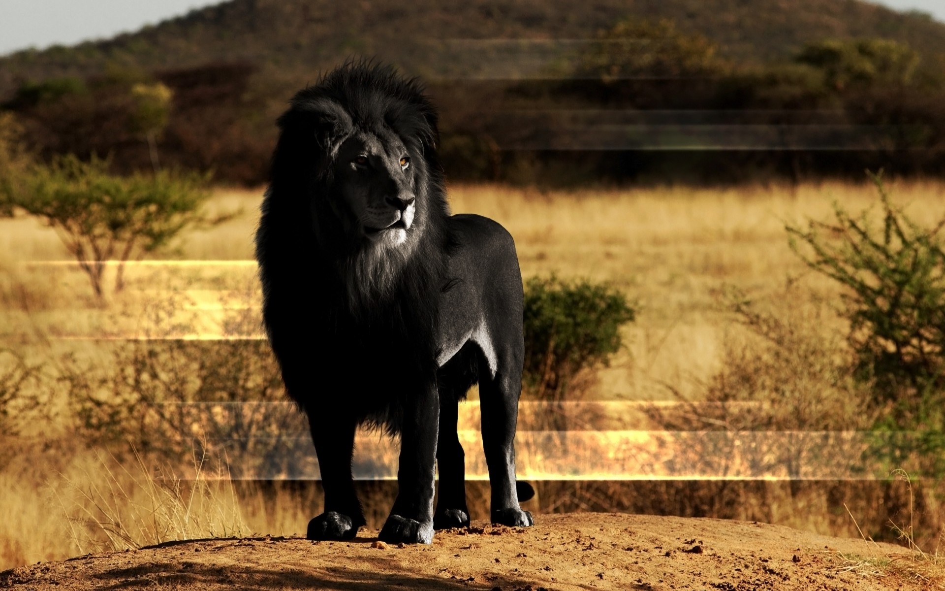 черный лев камень лев грива