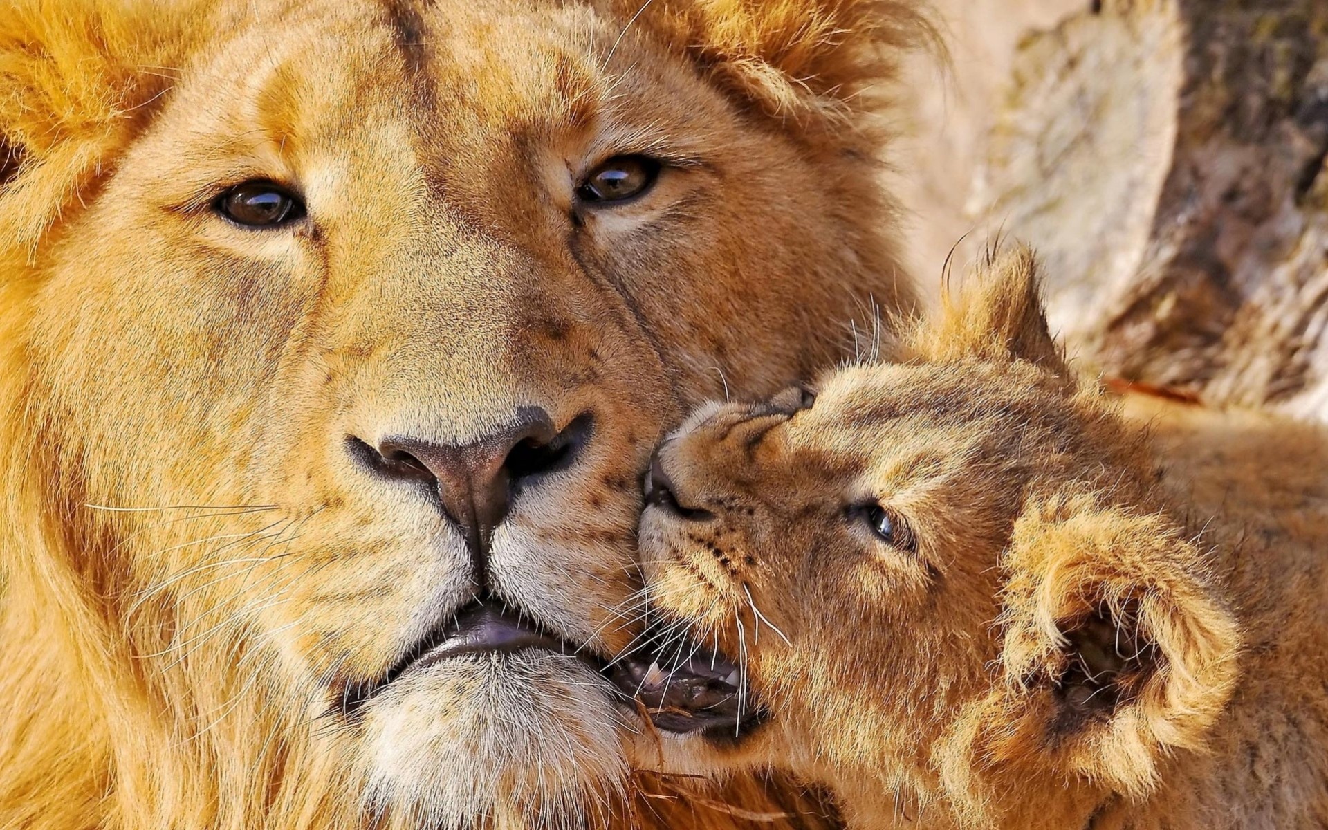 львы хищники вид детки родители