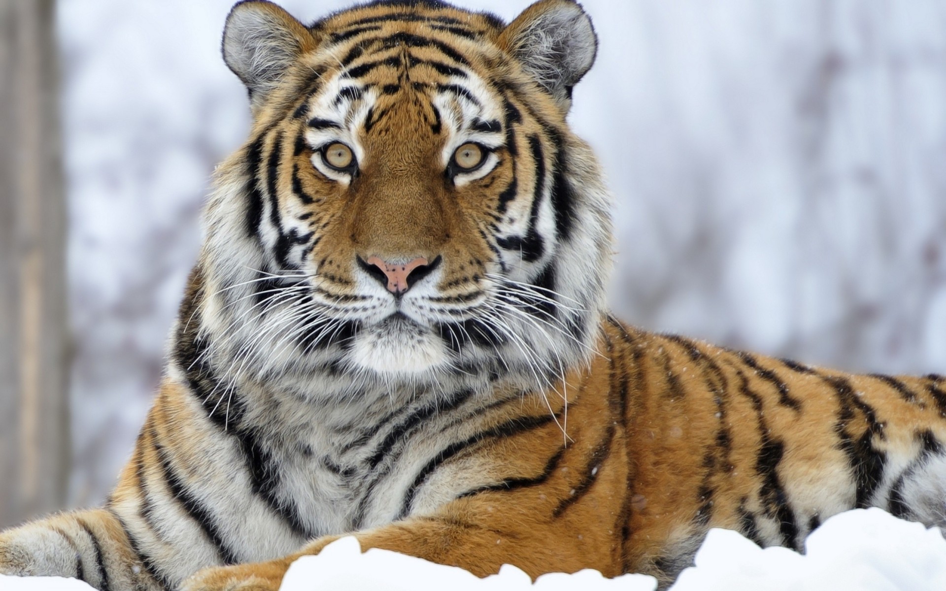 снег вид зубы тигр