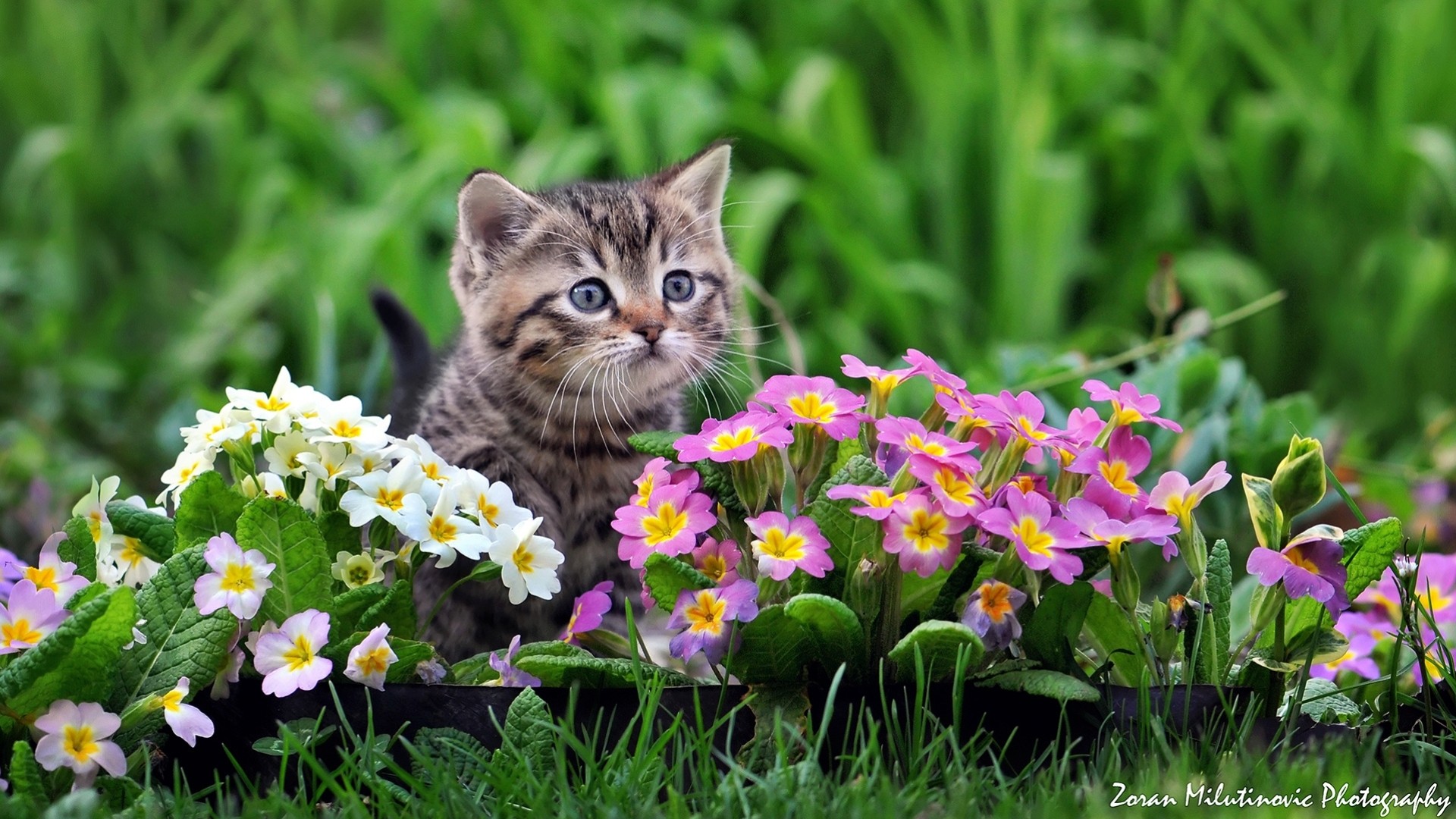 котенок цветок загрузить