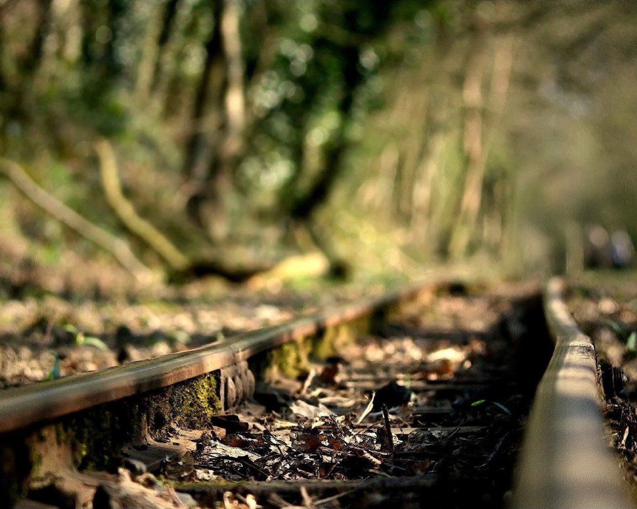 Железная дорога через зеленый лес бесплатно