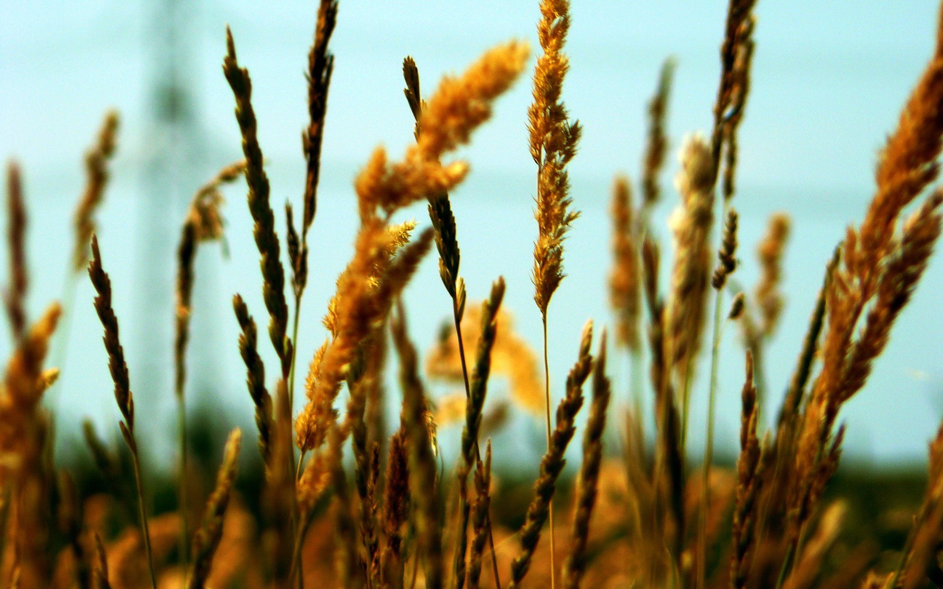 Рустикана пшеница твердая