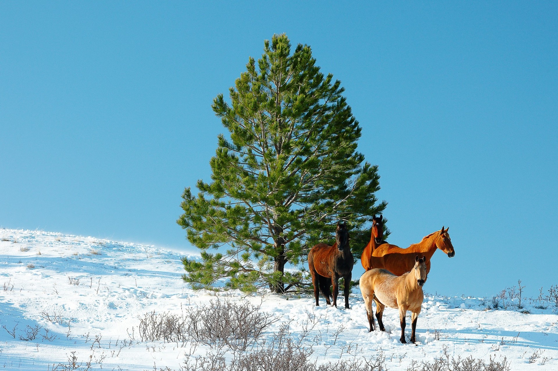 Лошади зимой бесплатно