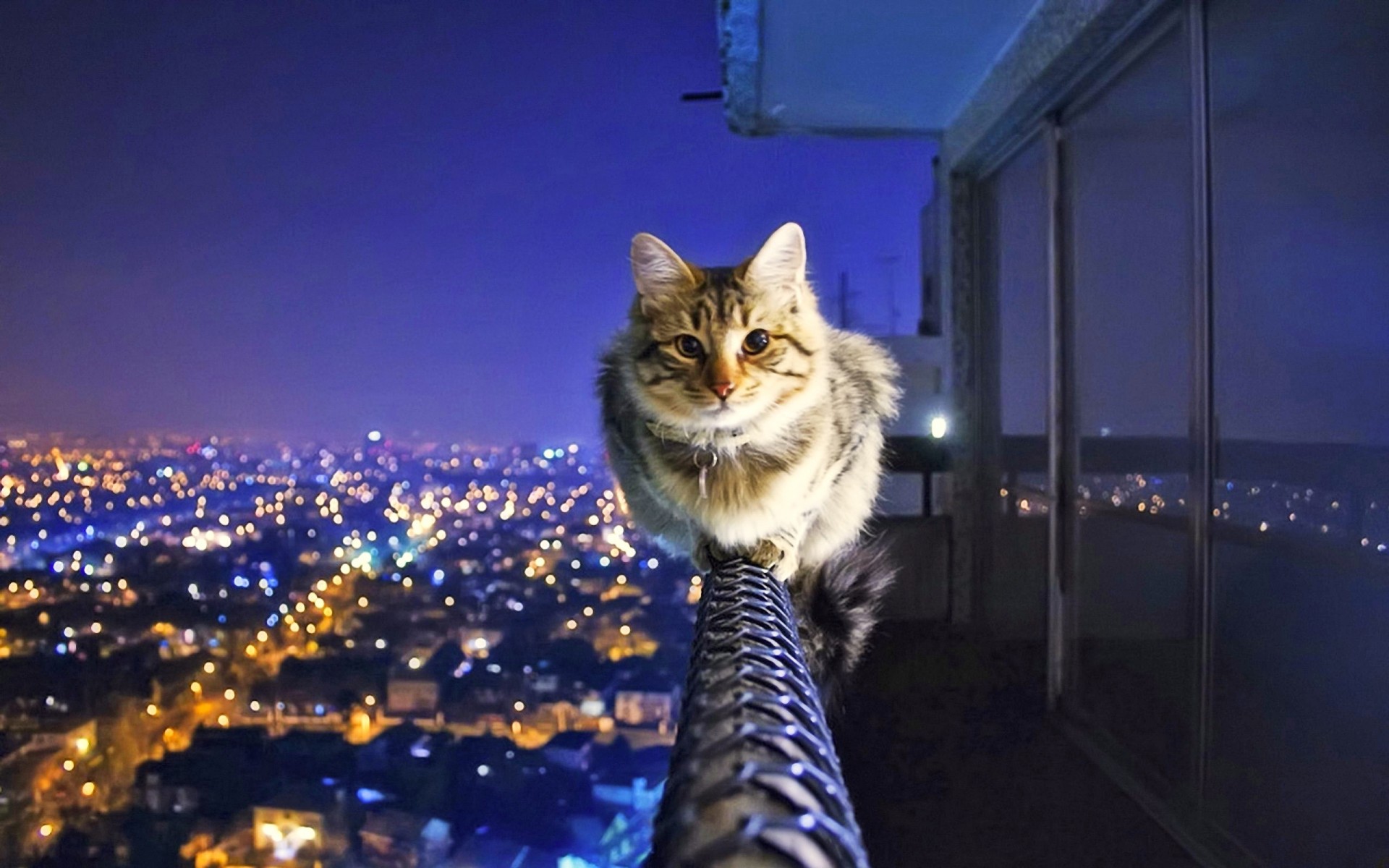 перила город ночь баланс кот