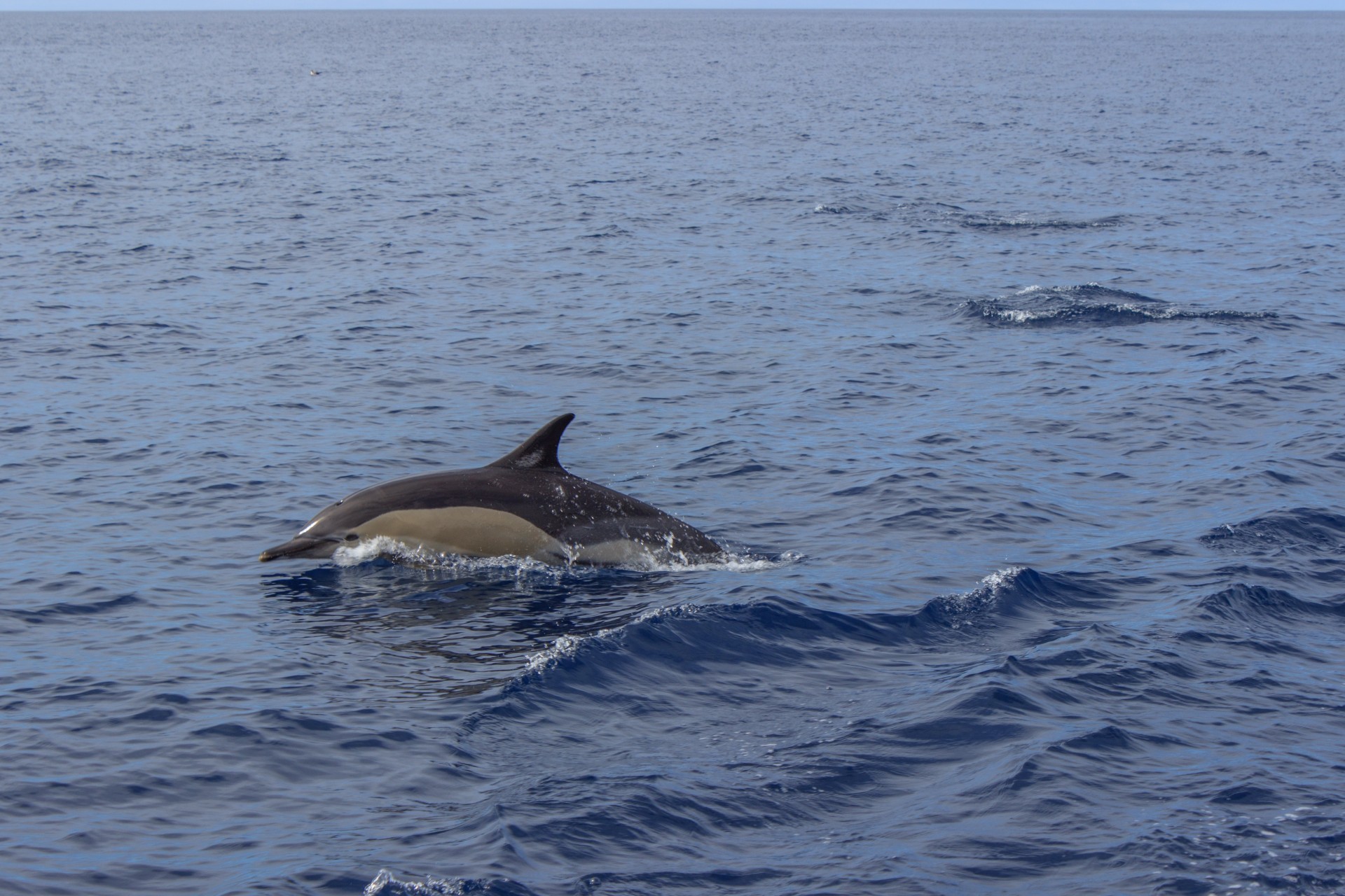 волна море дельфин