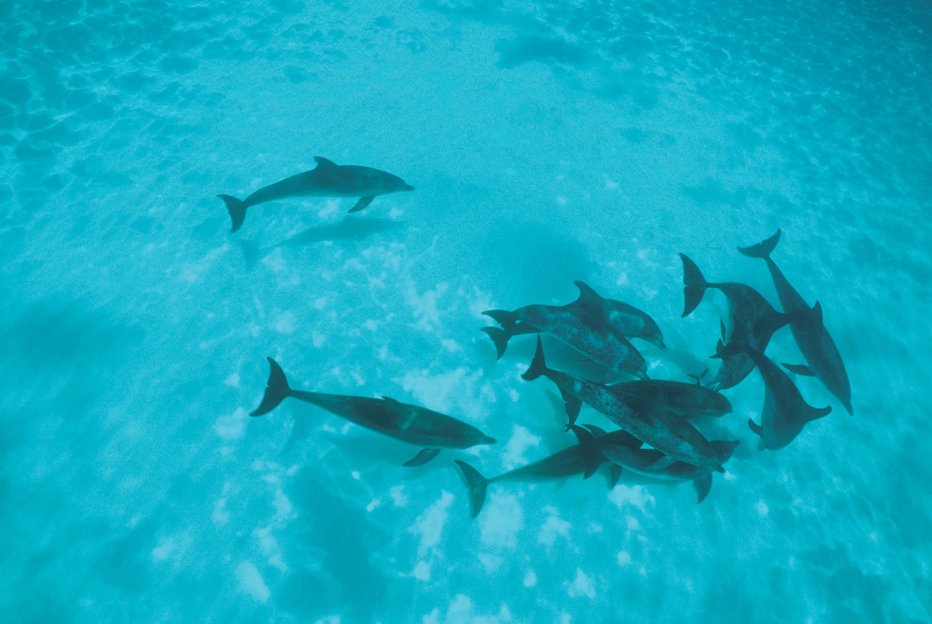 стая дельфины мелководье