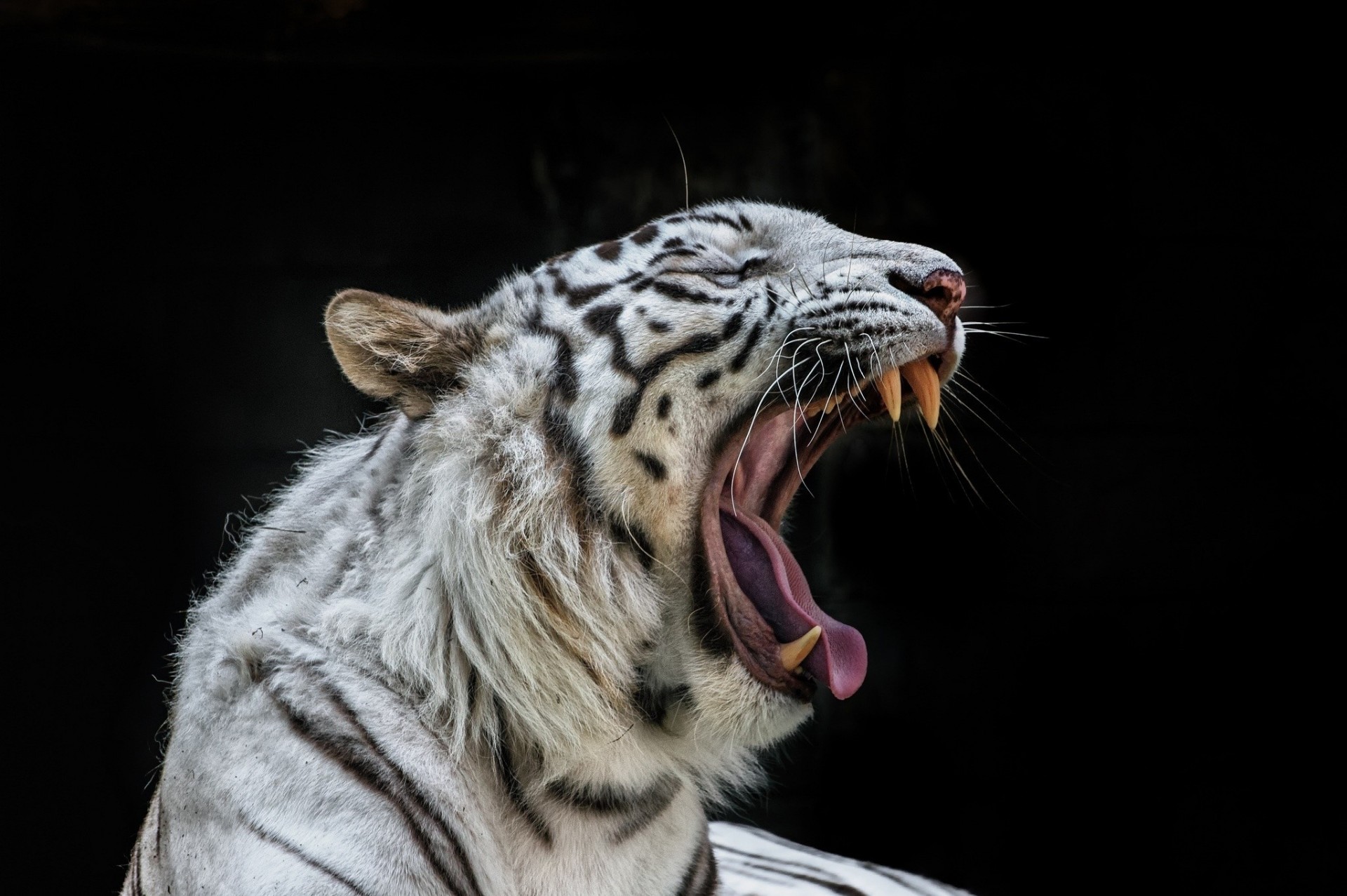 Тигр белый морда животное клыки природа скачать