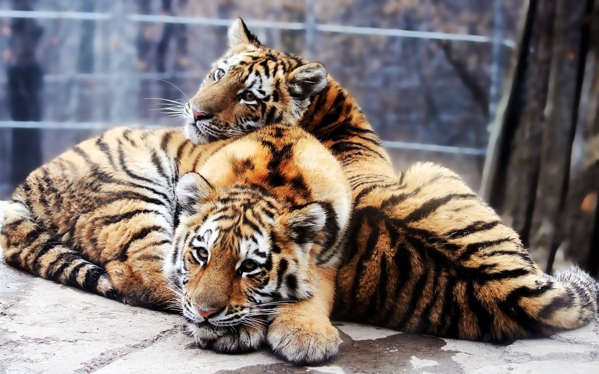 нежность тигры тигрята хищники пара