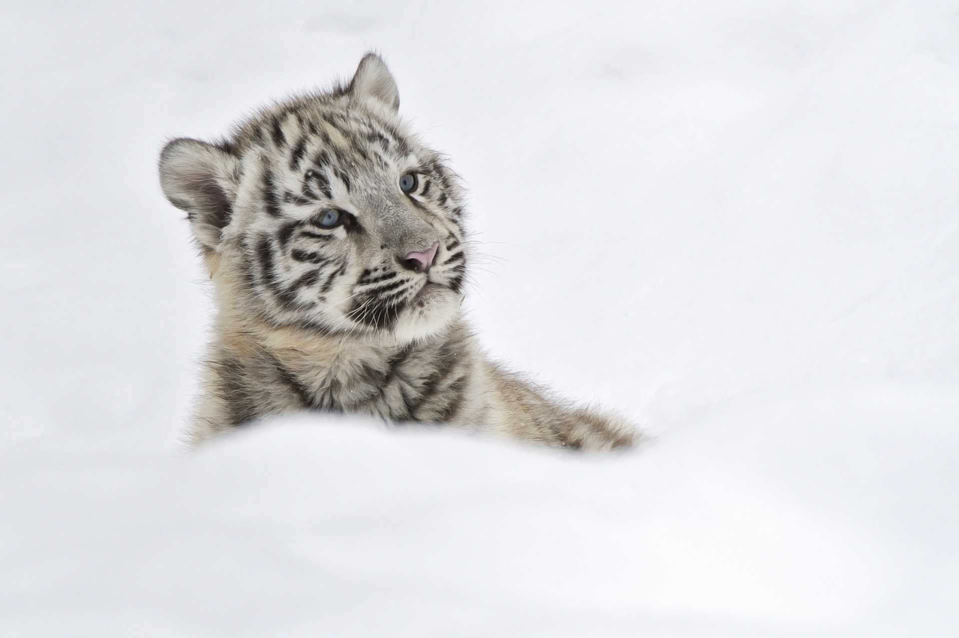 белый тигр снег куб