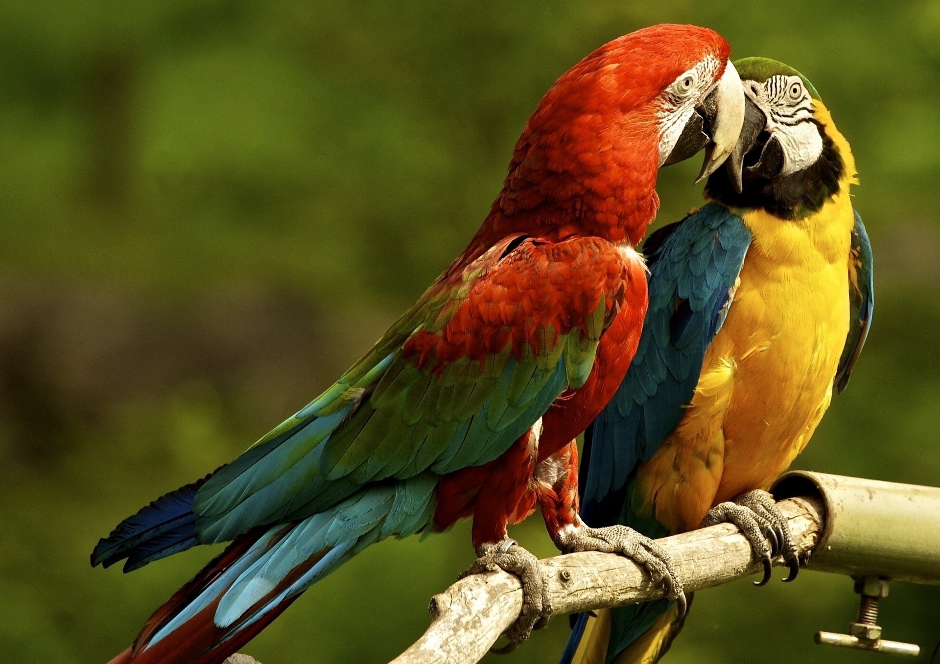 Поцелуй попугаев бесплатно