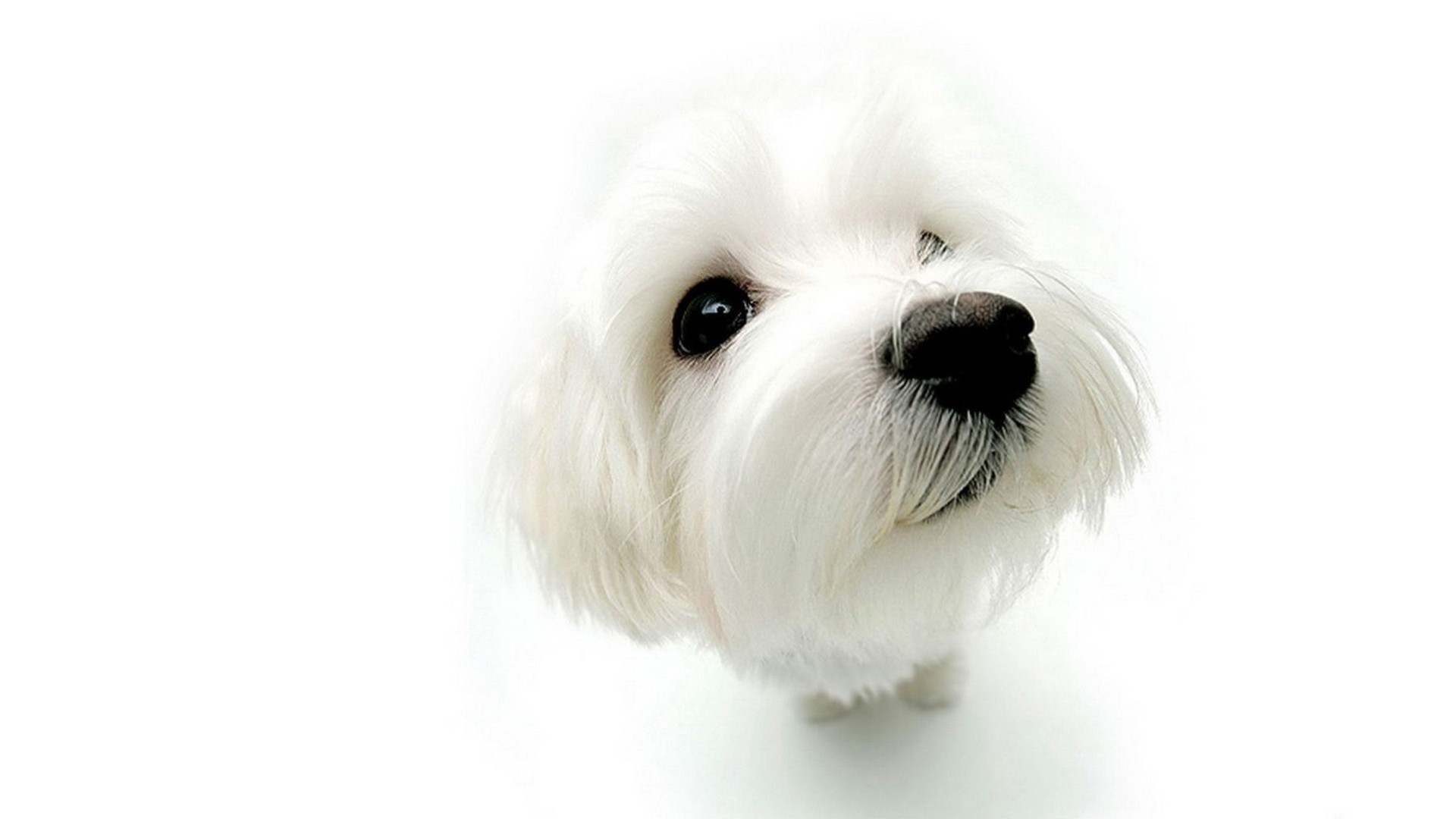 белая собака щенок скачать