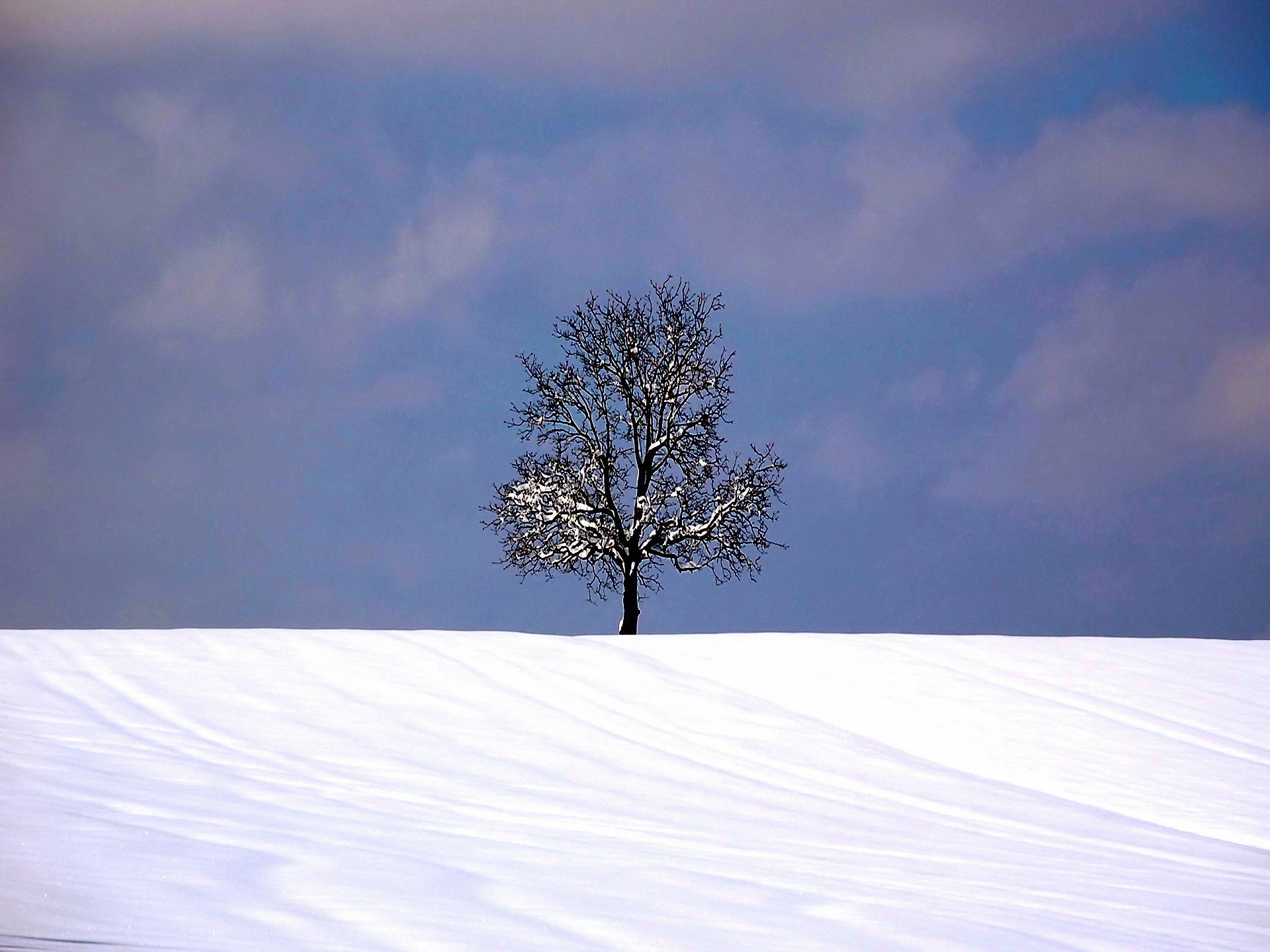 деревья снег загрузить