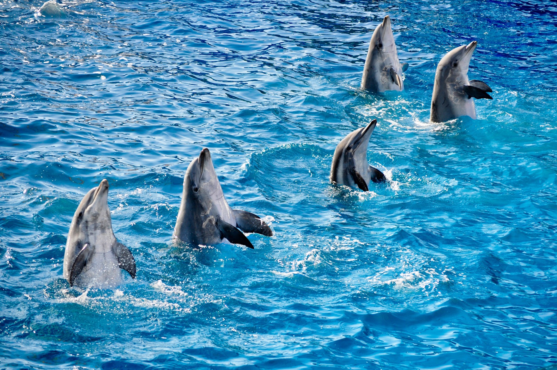 волна дельфины вода