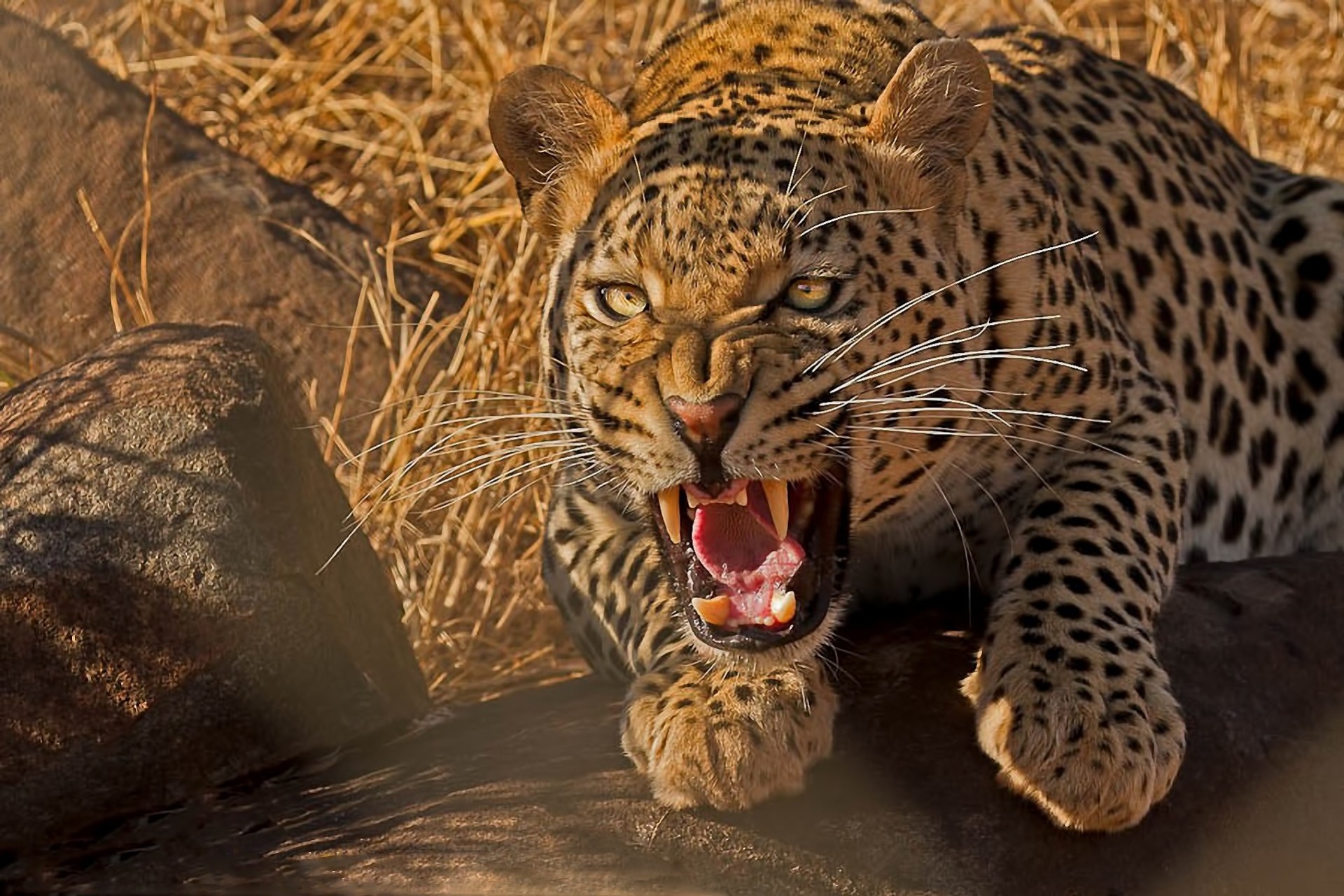 леопард хищник загрузить