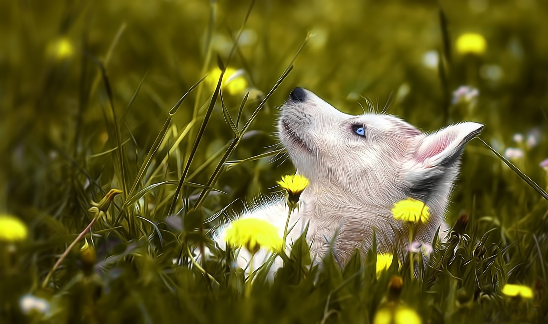 природа собака животное трава бесплатно