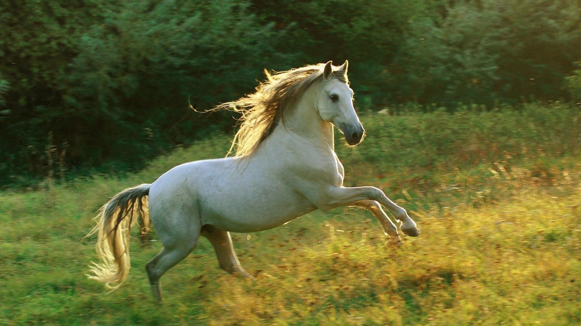 Быстрая лошадь бежит голопом