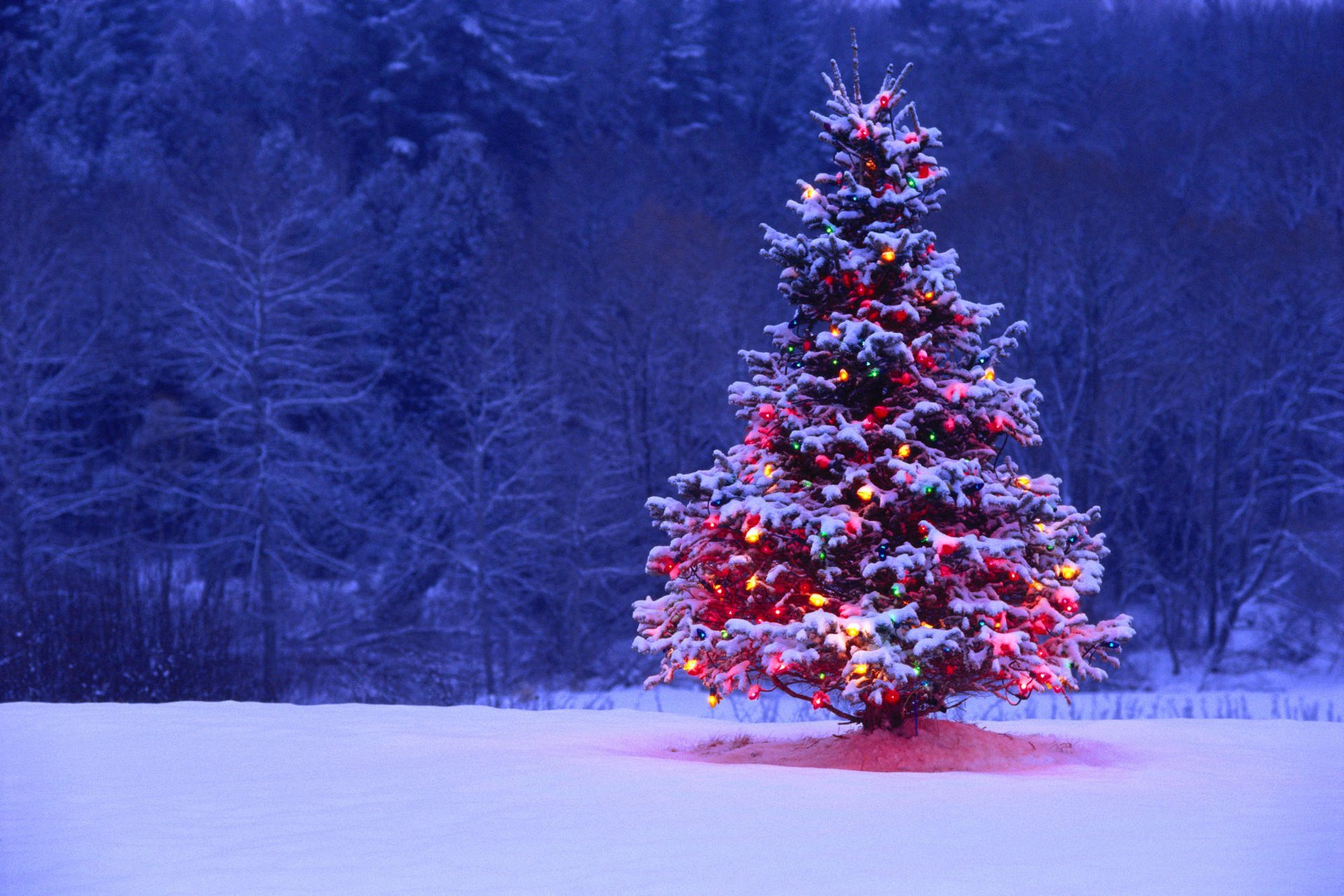Новогодняя елка на снегу с огнями и подсветкой