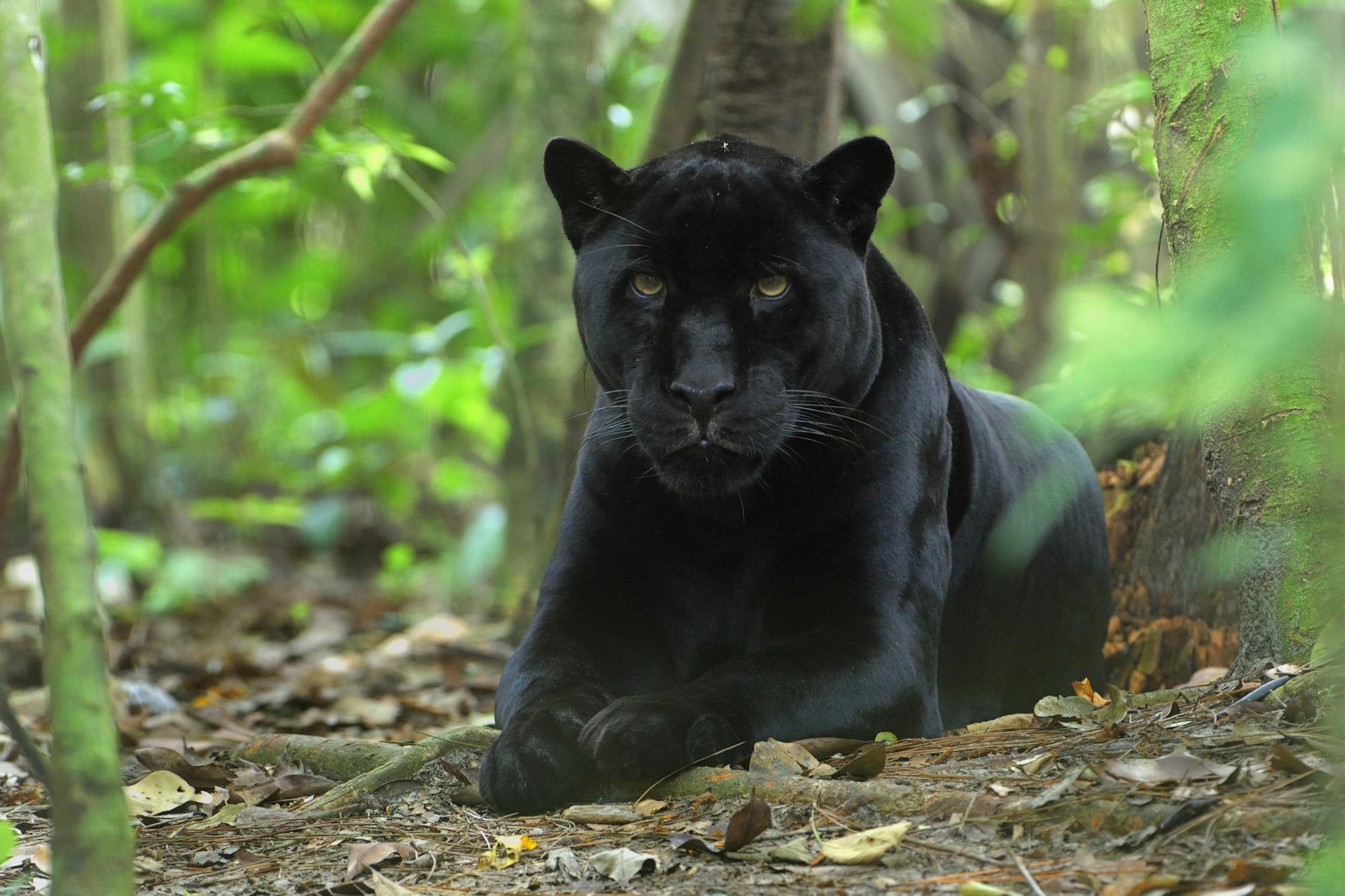 Черная пантера в джунглях семейство кошачьих