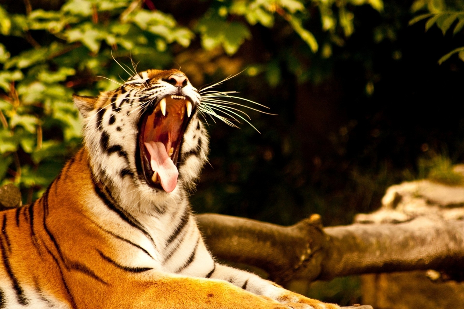 Зевающий тигр бесплатно