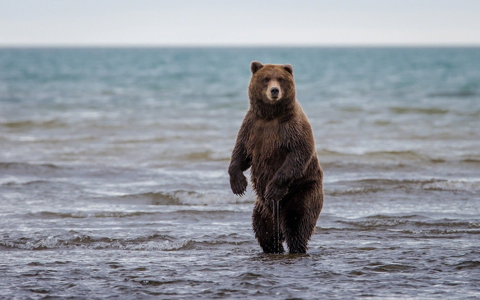 Медведь юурый море скачать