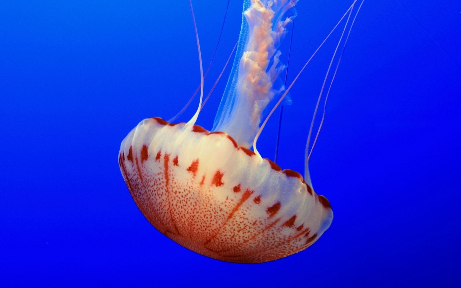 природа животные медузы скачать