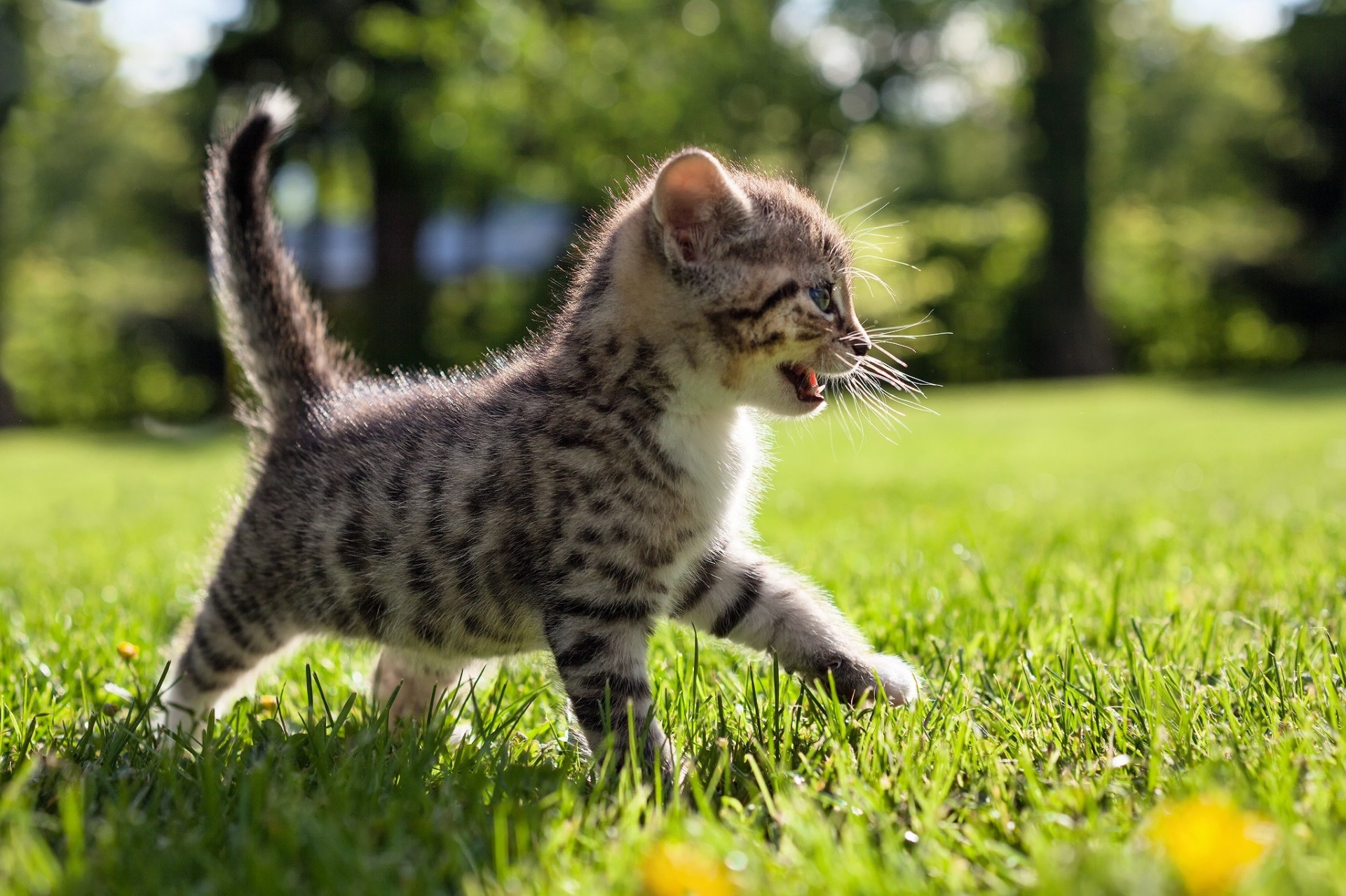 Щенок котенок на траве загрузить