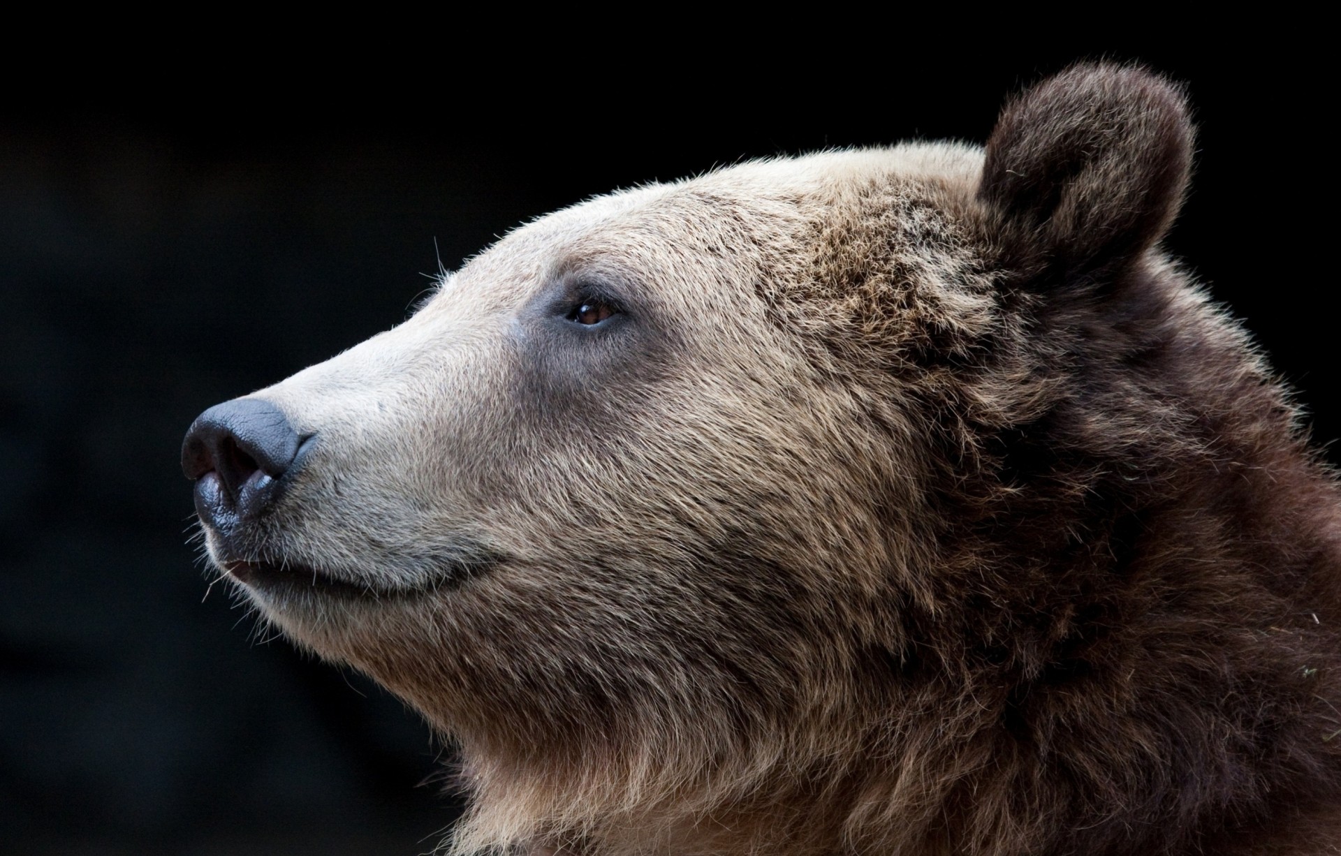rupert bear and the san izal essay rupert bear and the san izal essay