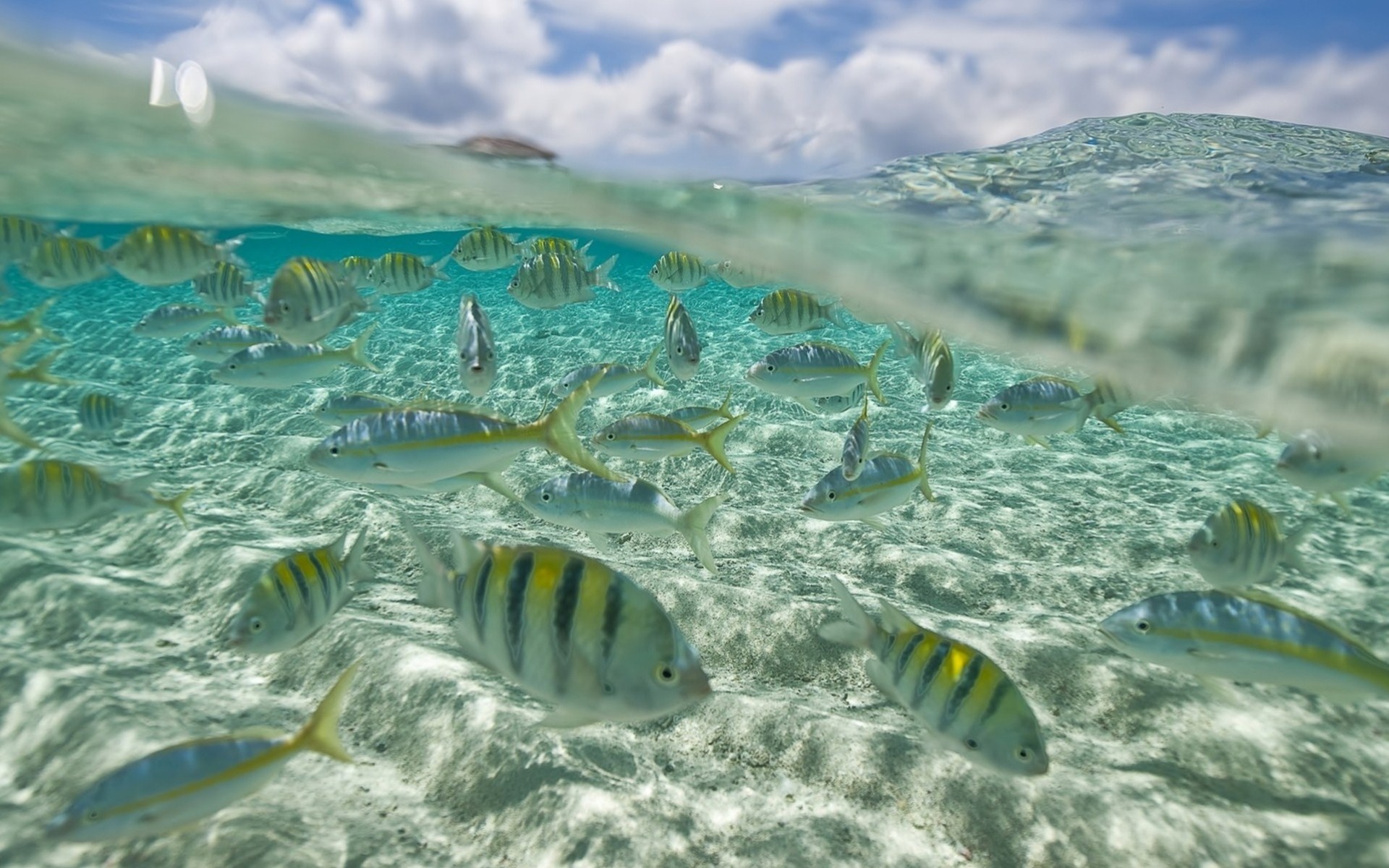 Рыба океан под водой без смс