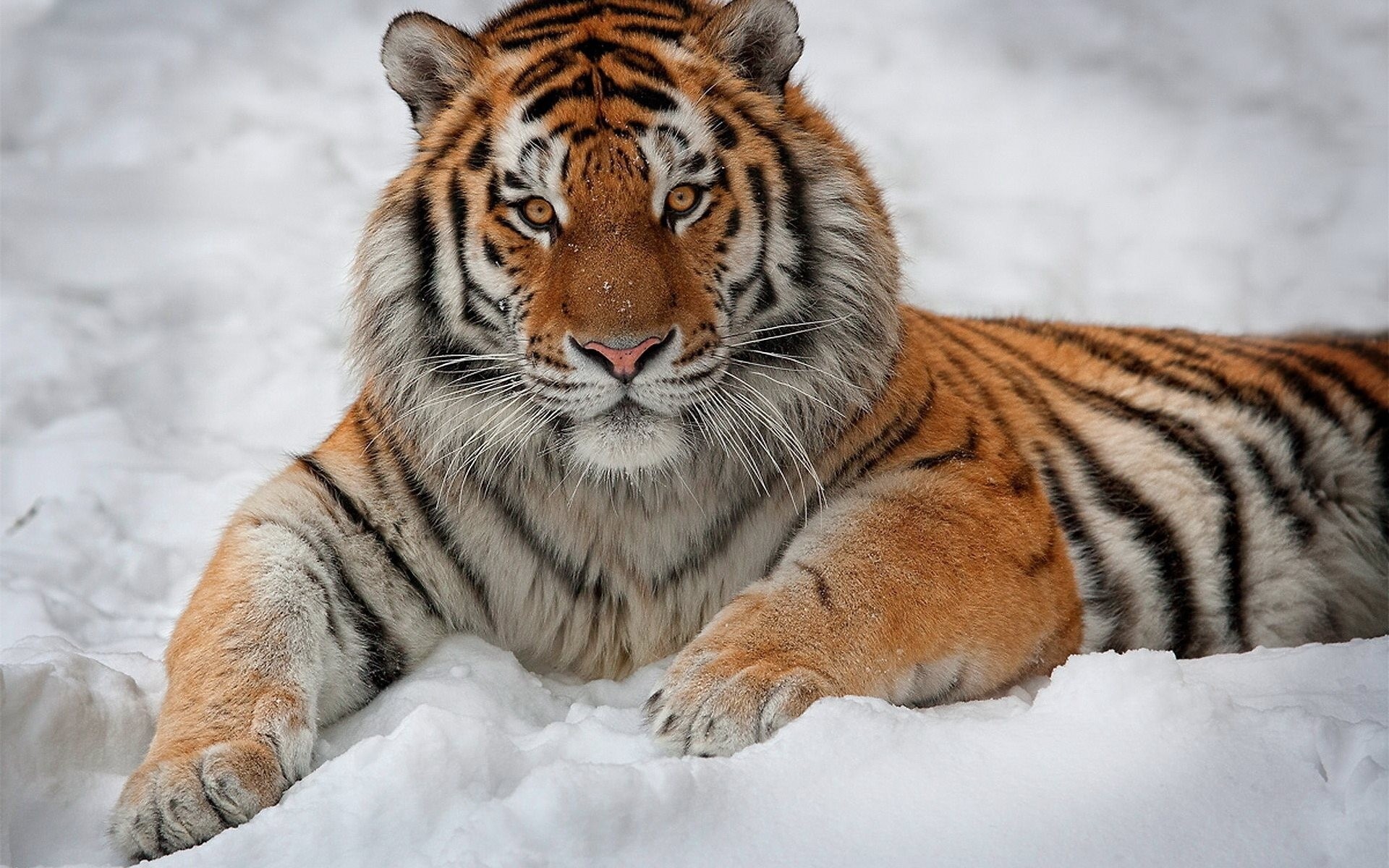 полосатый снег интерес лежит тигр красавец