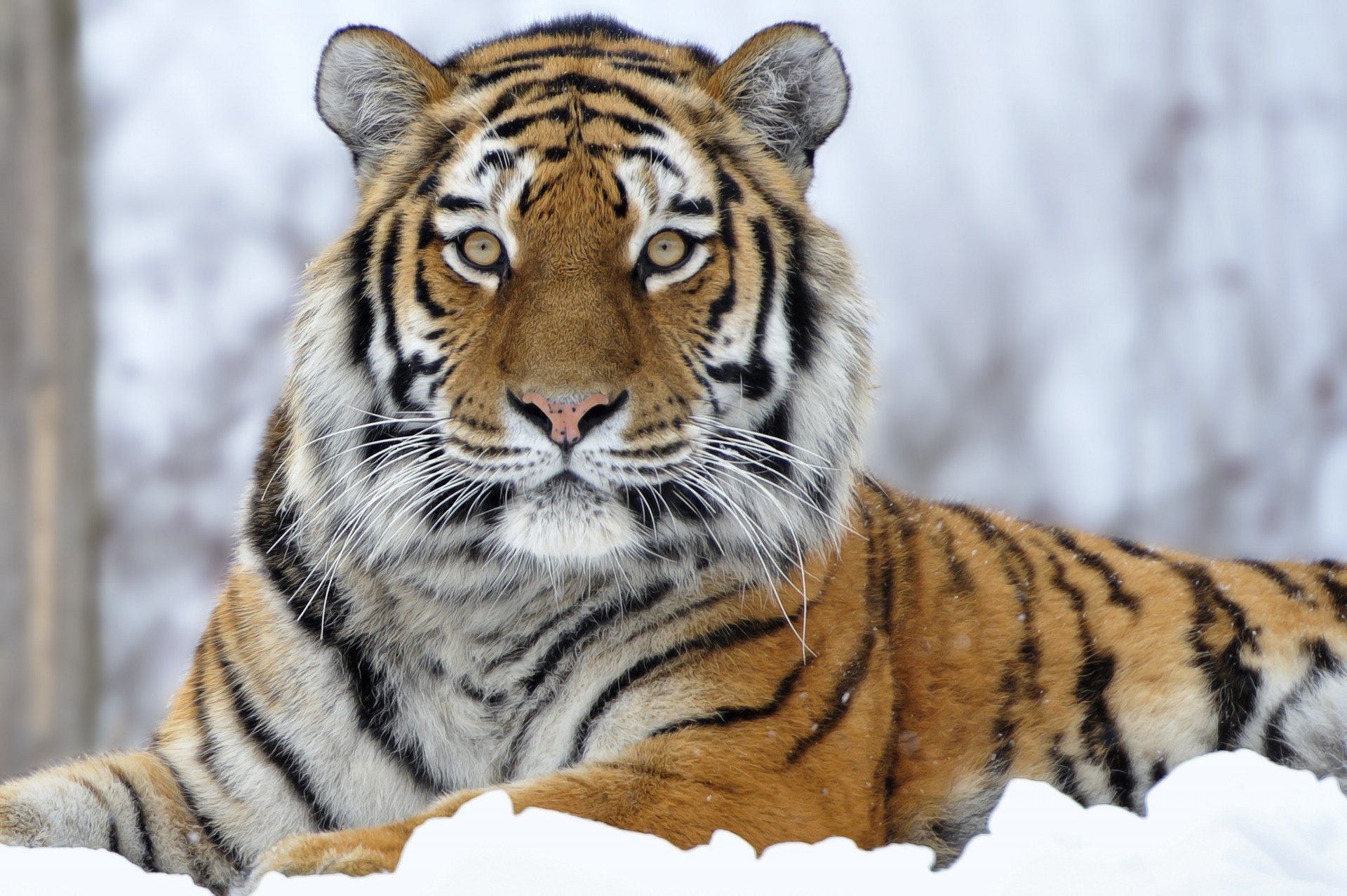 тигр снег сидя