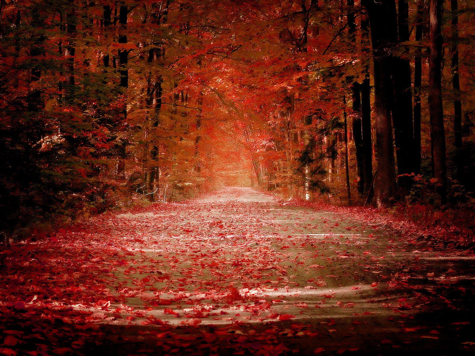 осень листья листопад дорога красный аллея