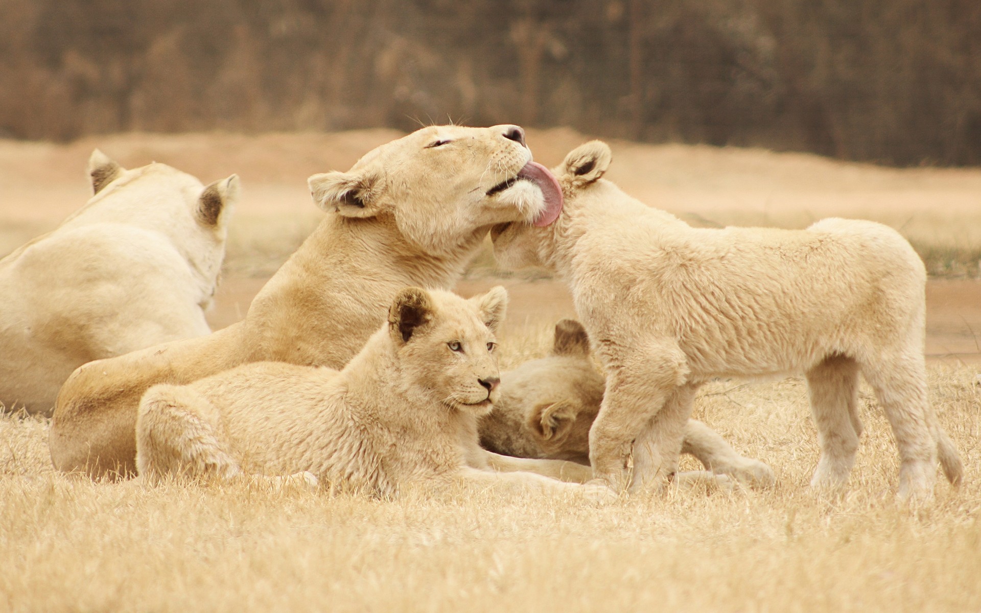 природа животные лев nature animals lion скачать