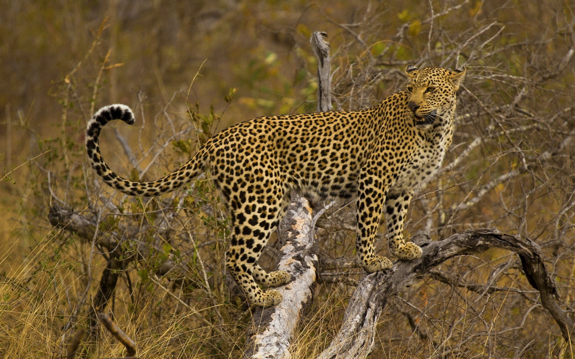 Oboi Dlya Telefona Afrika Safari Savanna Leopard Fotografiya