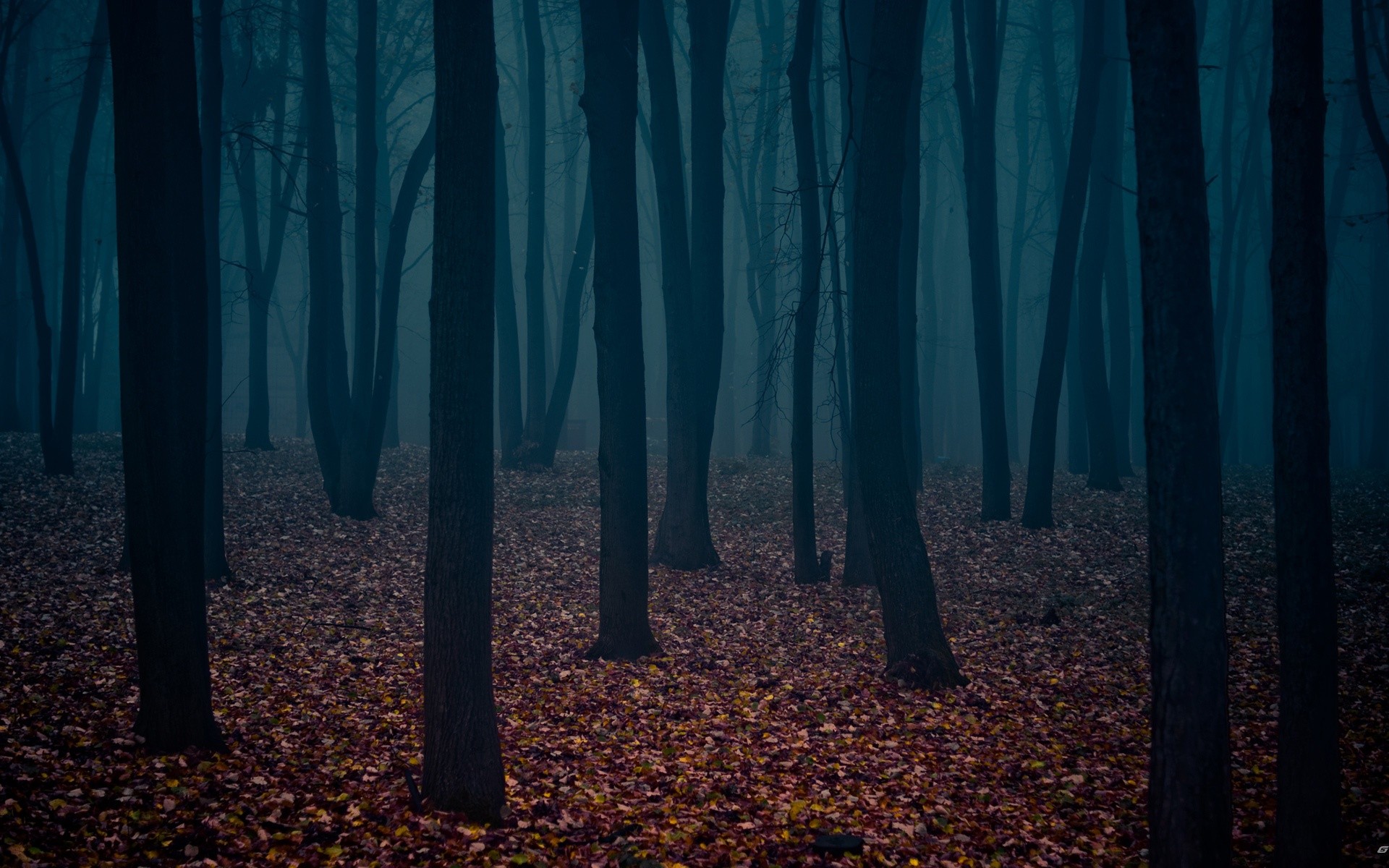 Поворот в темном лесу бесплатно
