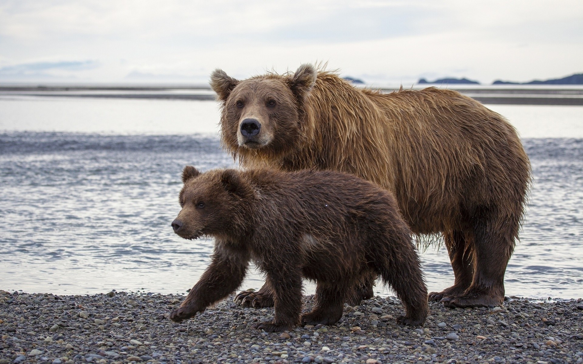 бурые медведи плюшевый медведь аляска медведи медведь