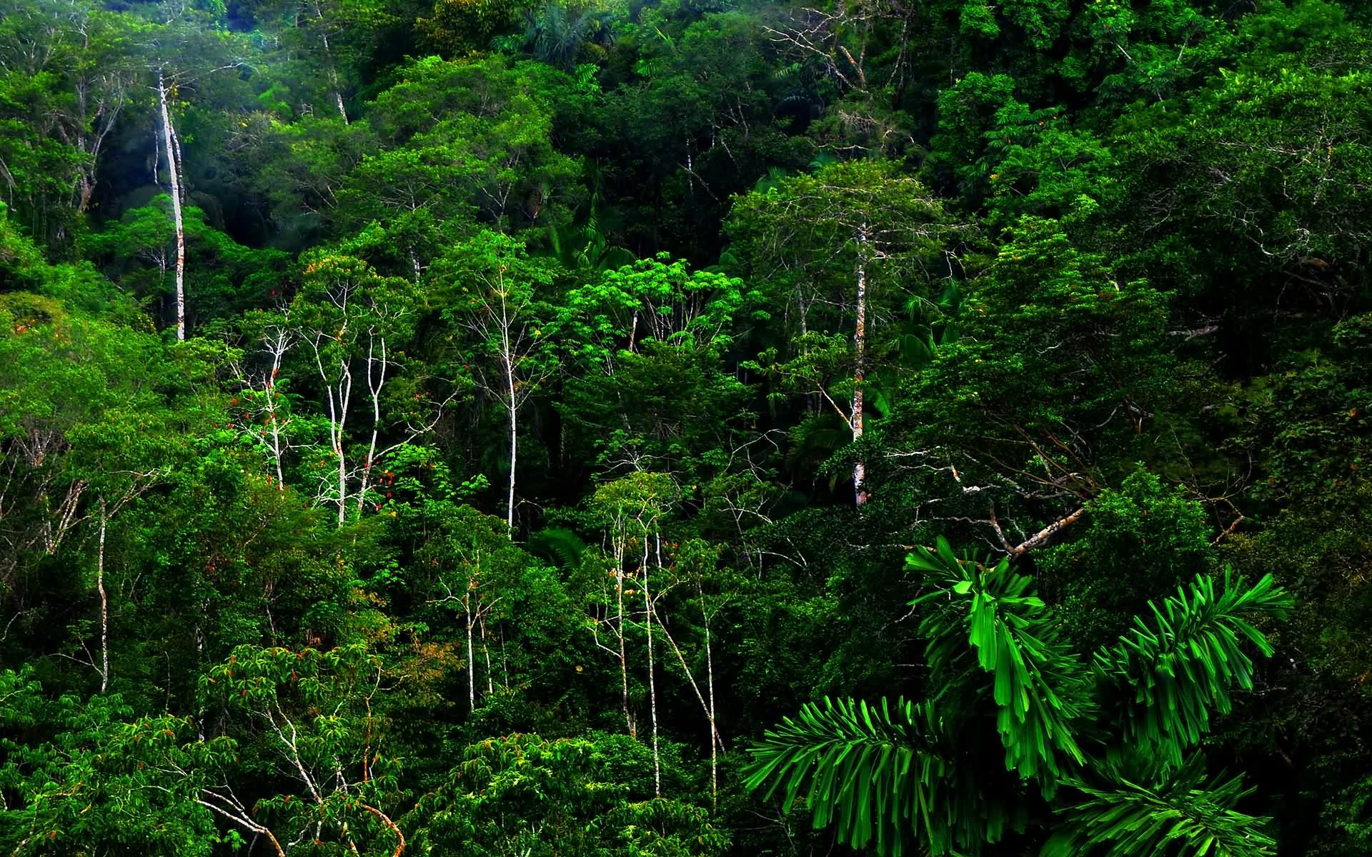 леса Амазонии загрузить