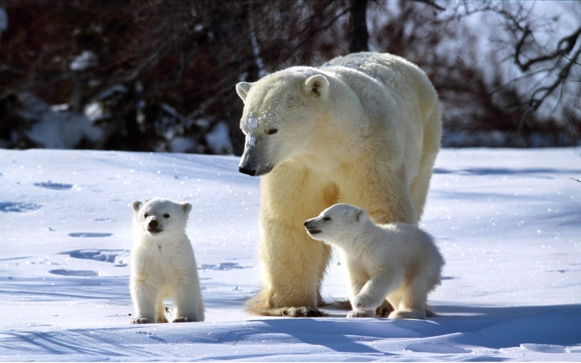Семья полярных медведей зимой на солнце