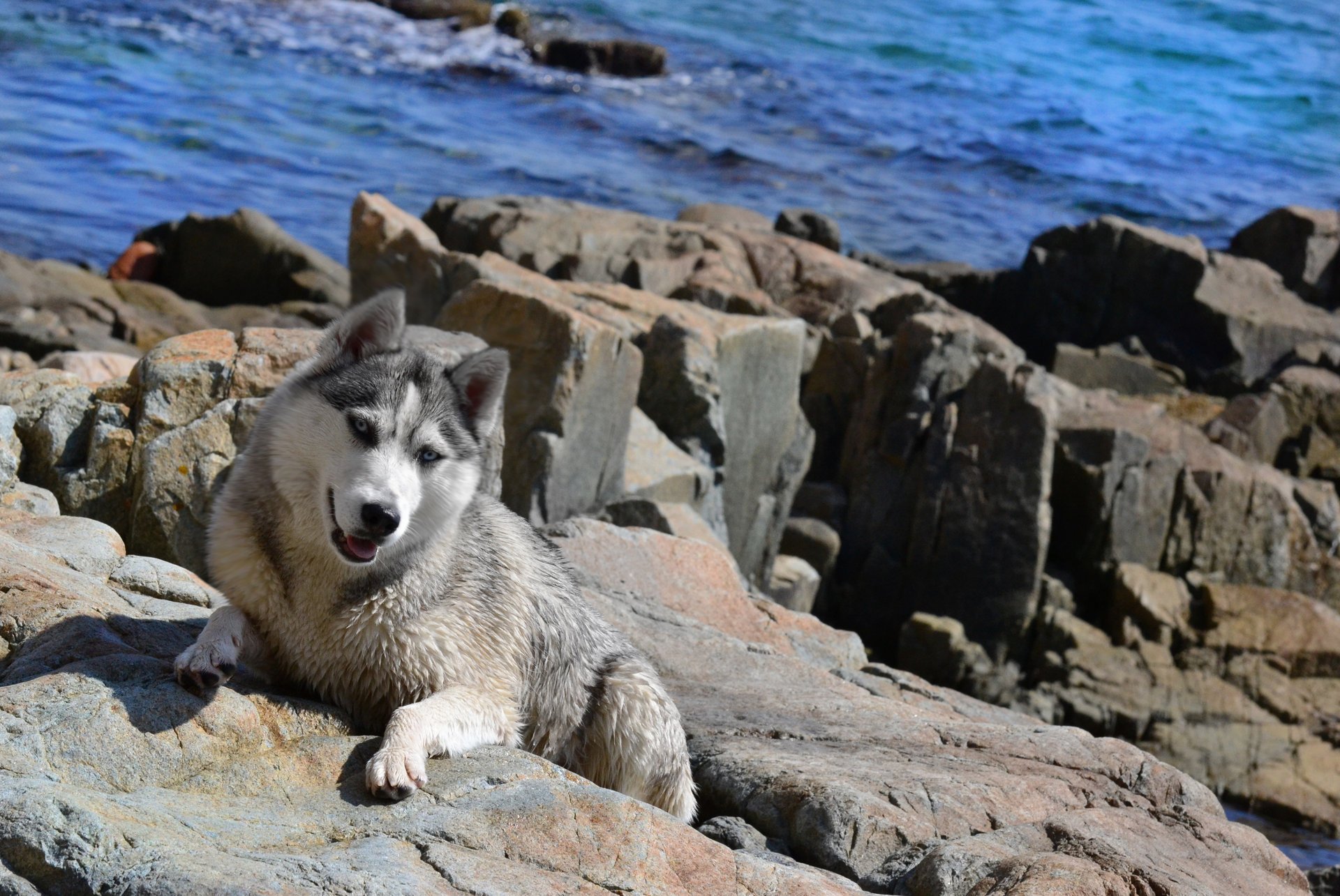 Собака на камнях у моря