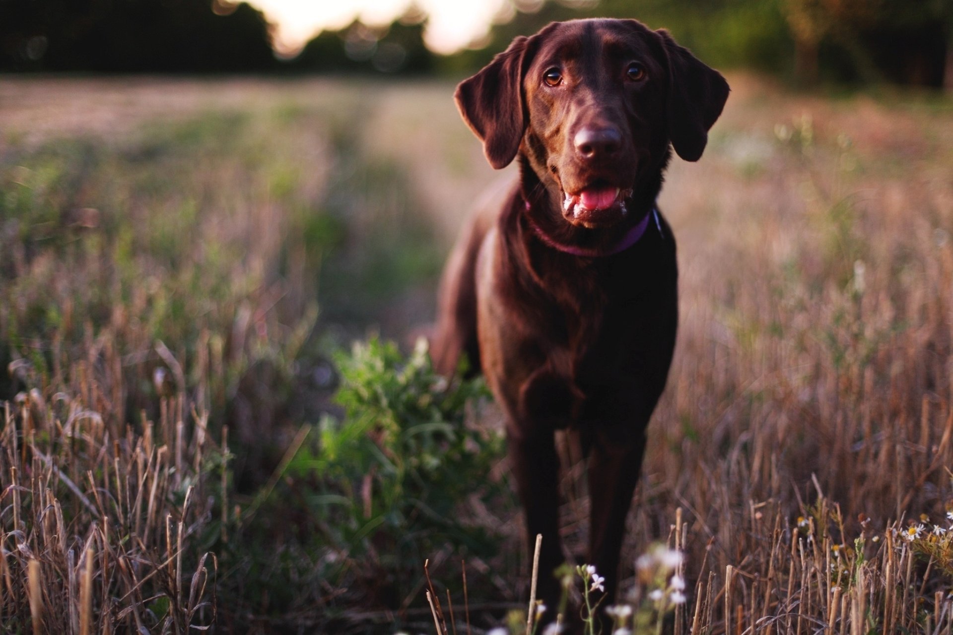 Черная собака в высохшей траве