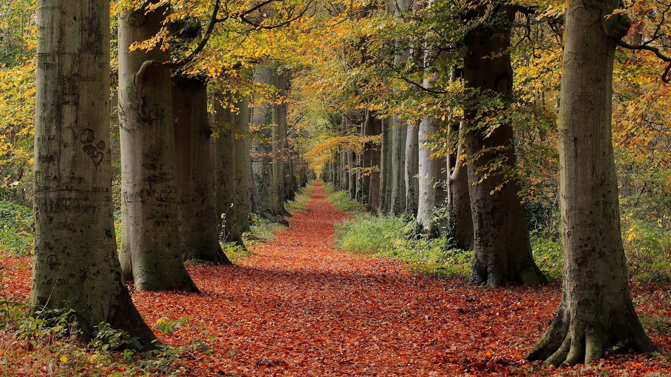 Осенний лес в прекрасную погоду