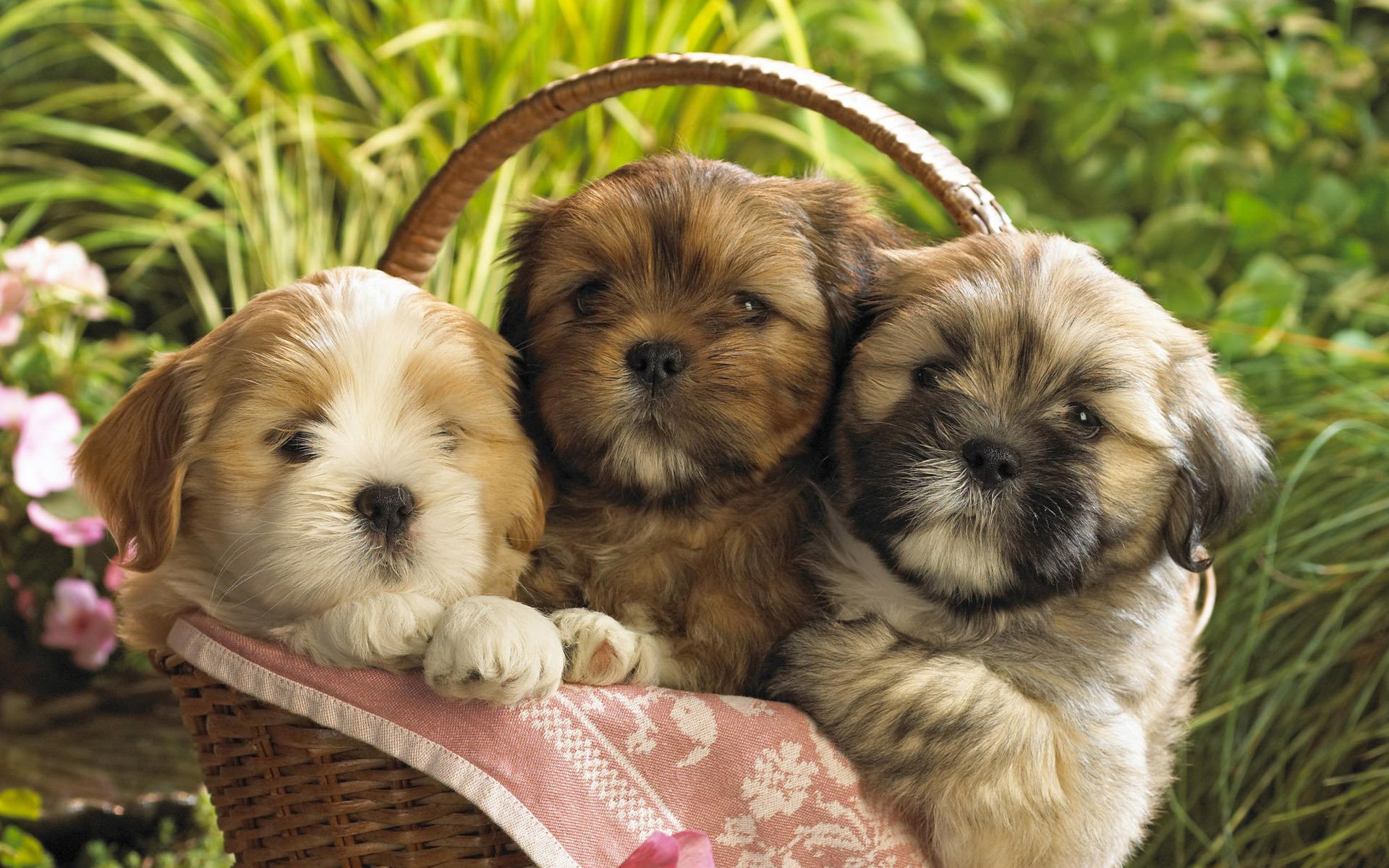 Три щенка в корзинке