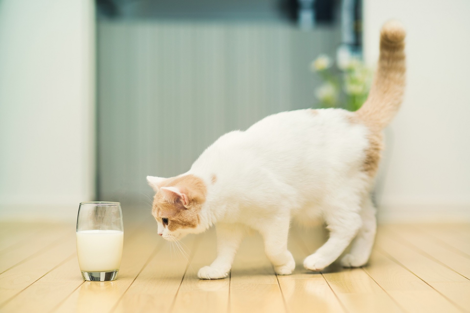 Можно ли котятам коровье молоко
