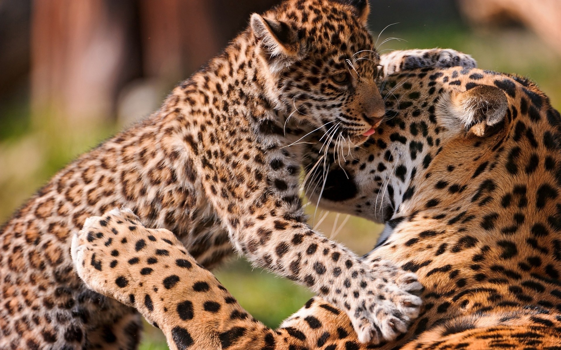 леопард детеныш забота пара