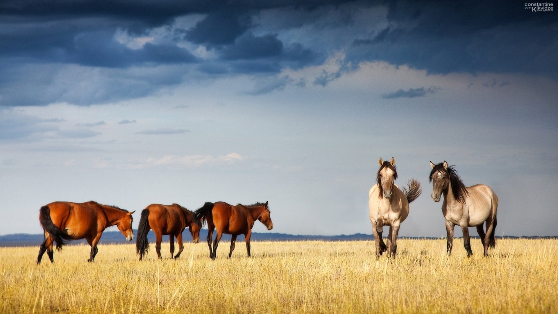 Грациозные лошади в полях Казахстана