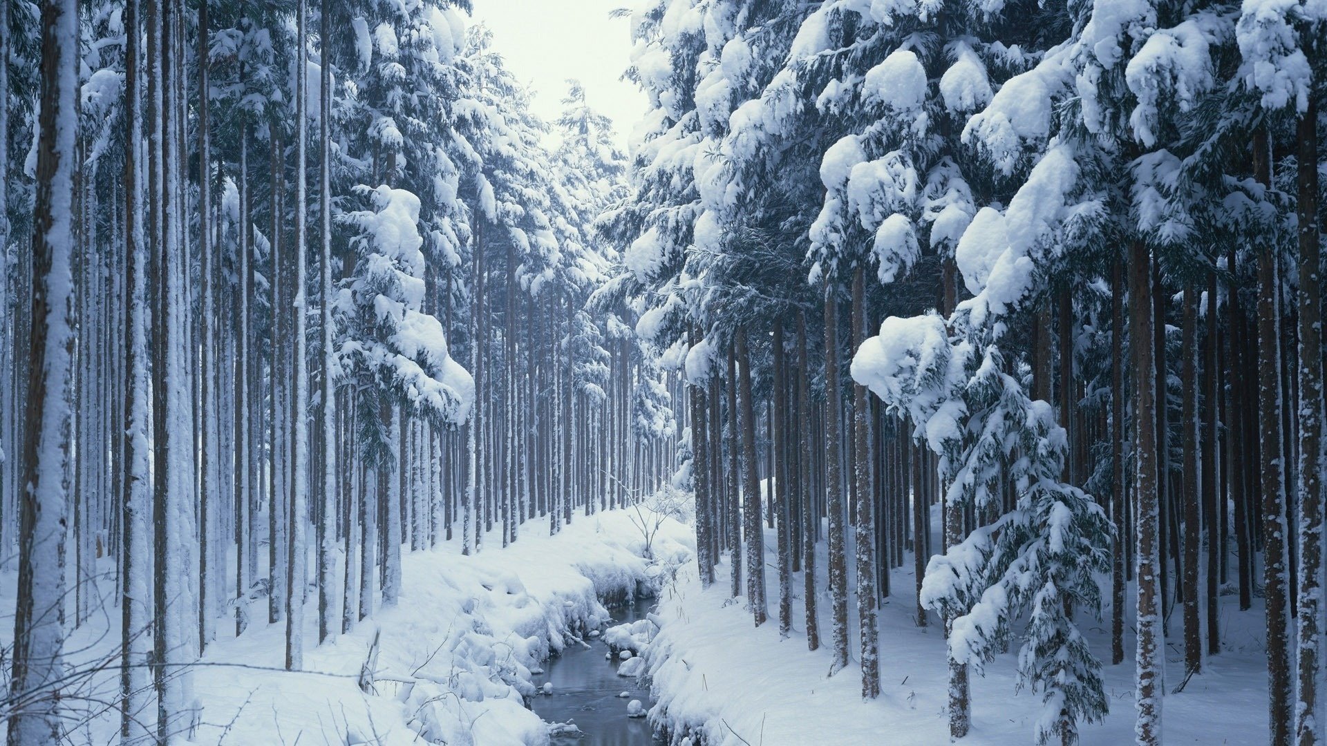 Ручей в зимнем хвойном лесу