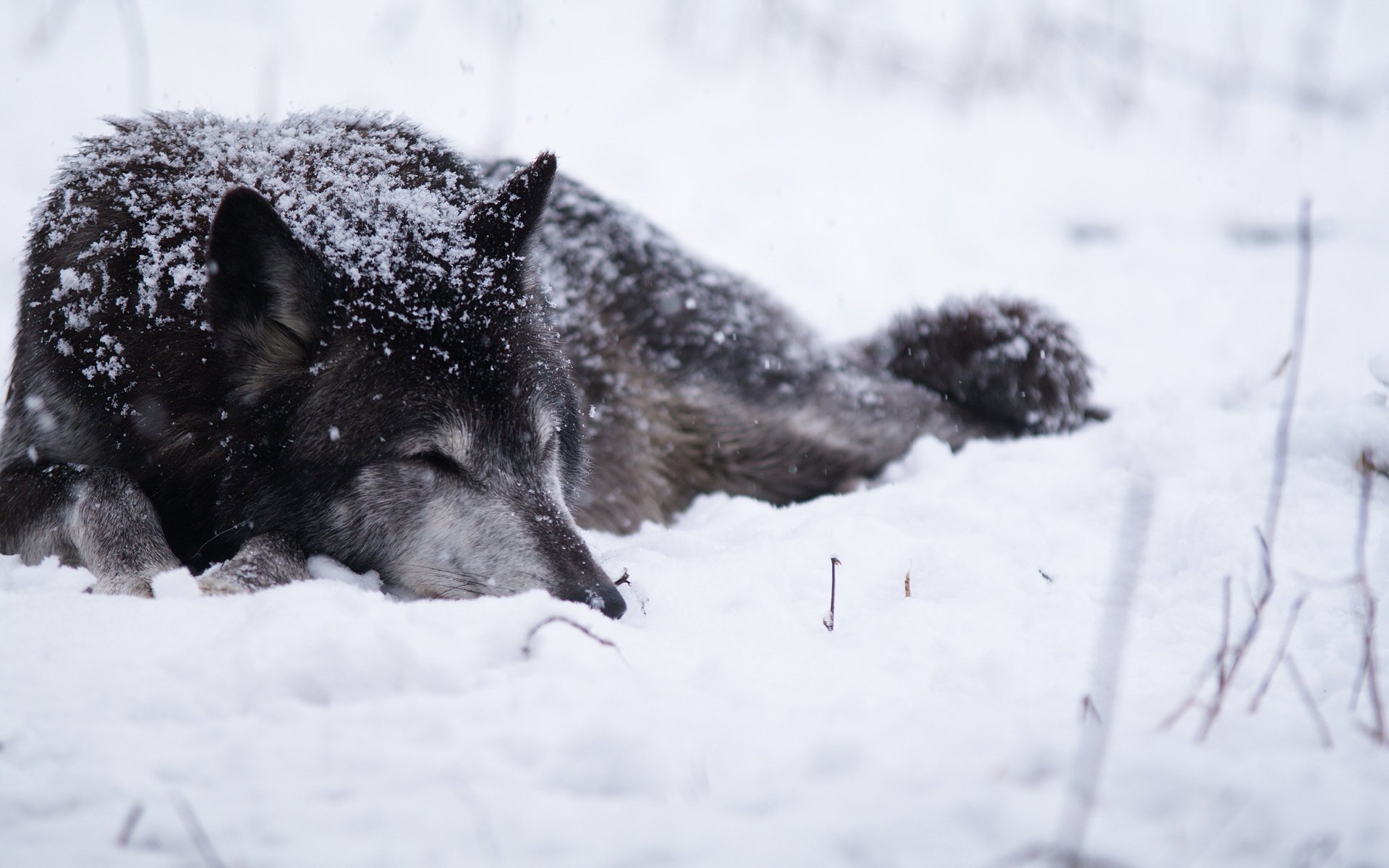Волк лежит на белом снегу